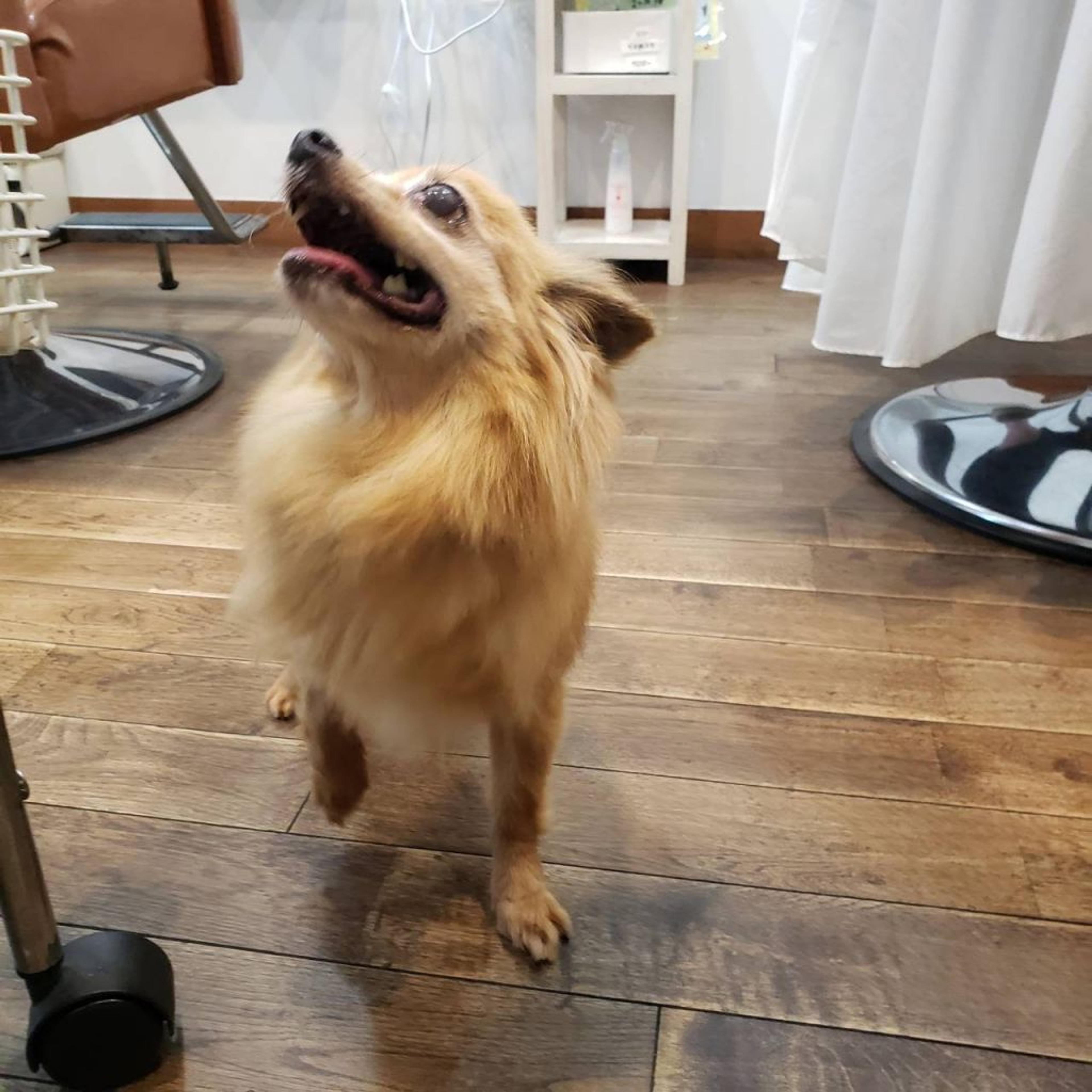 pet-image-4