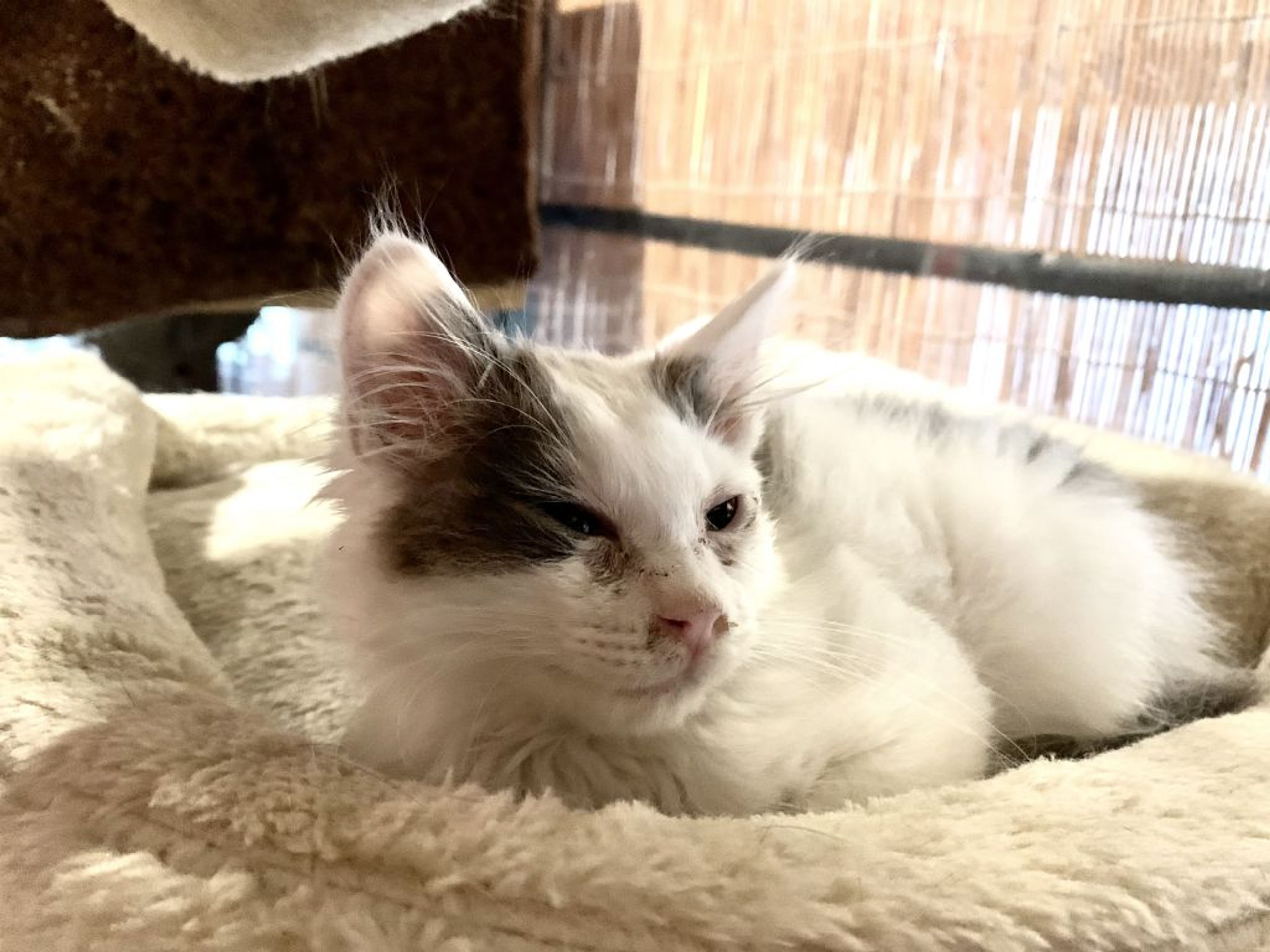 pet-image-2