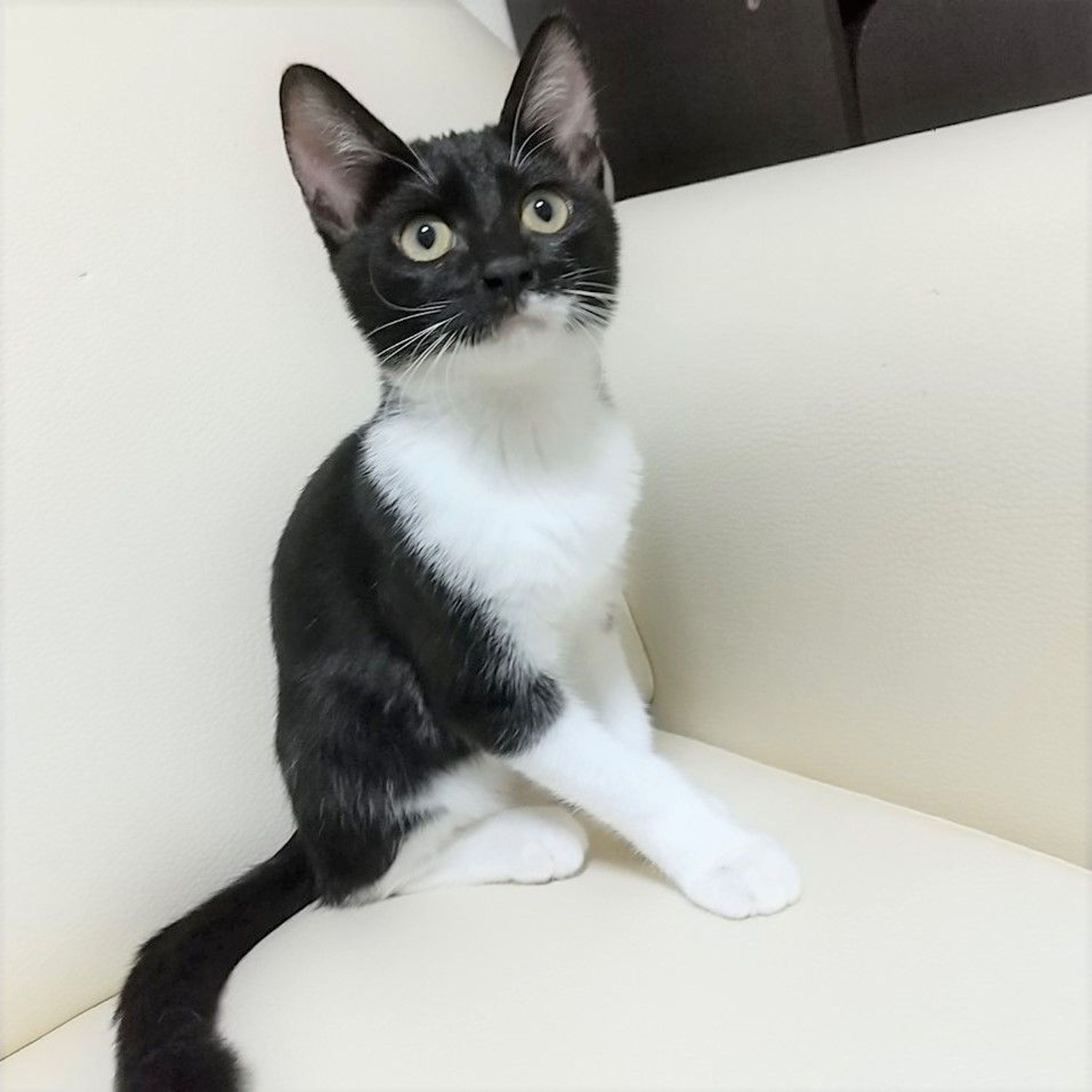 pet-image-4