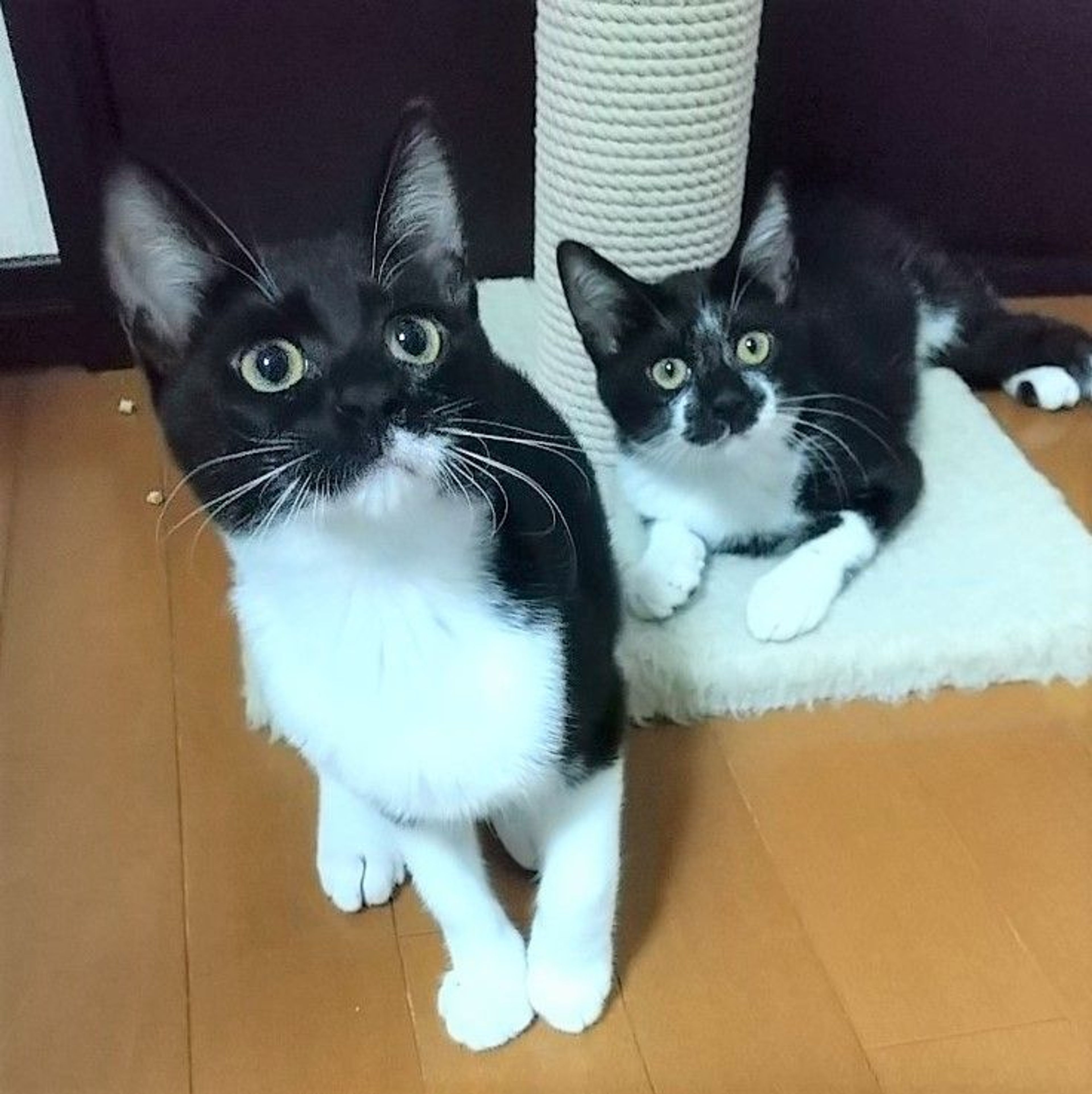 pet-image-5