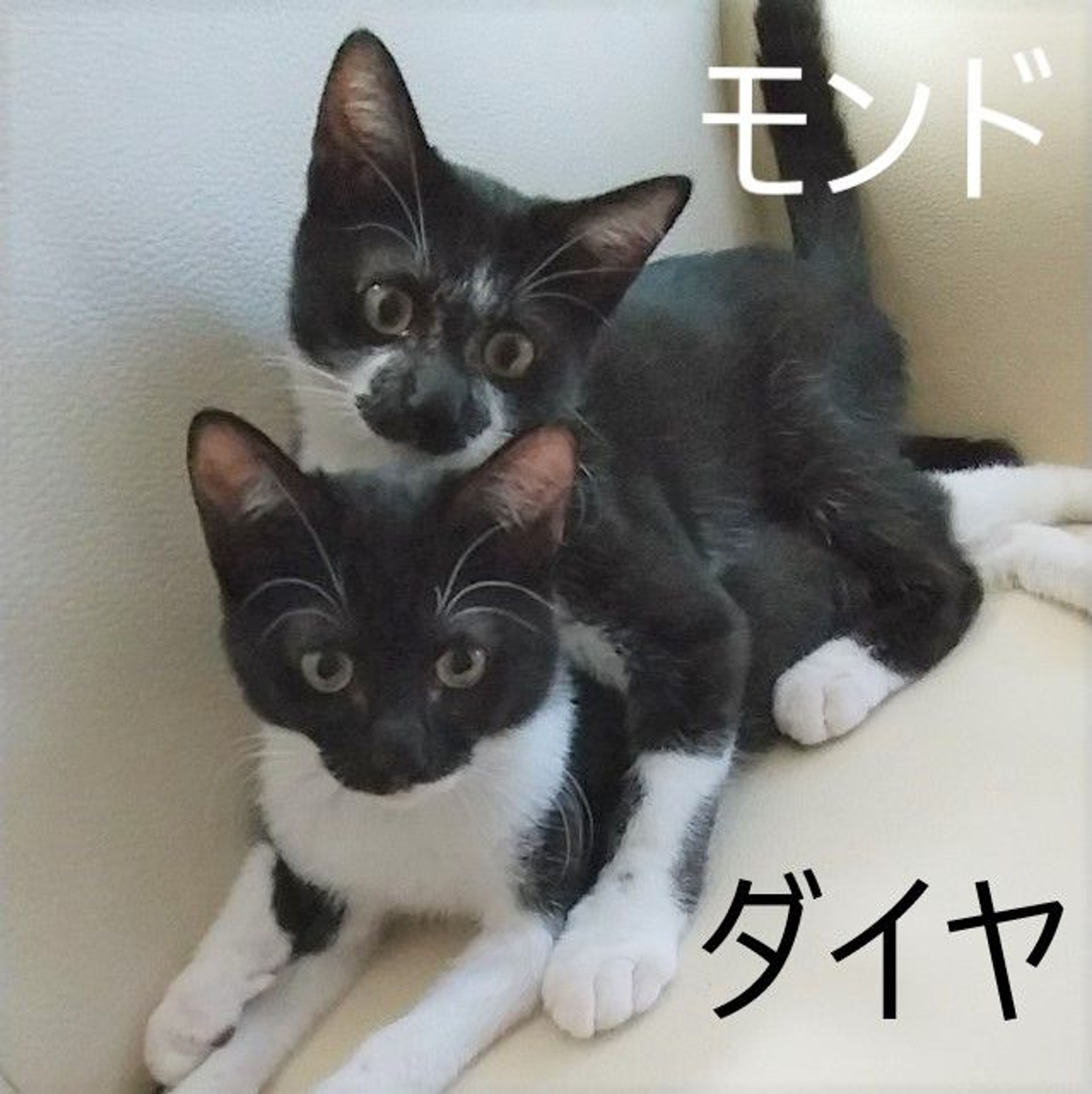pet-image-7
