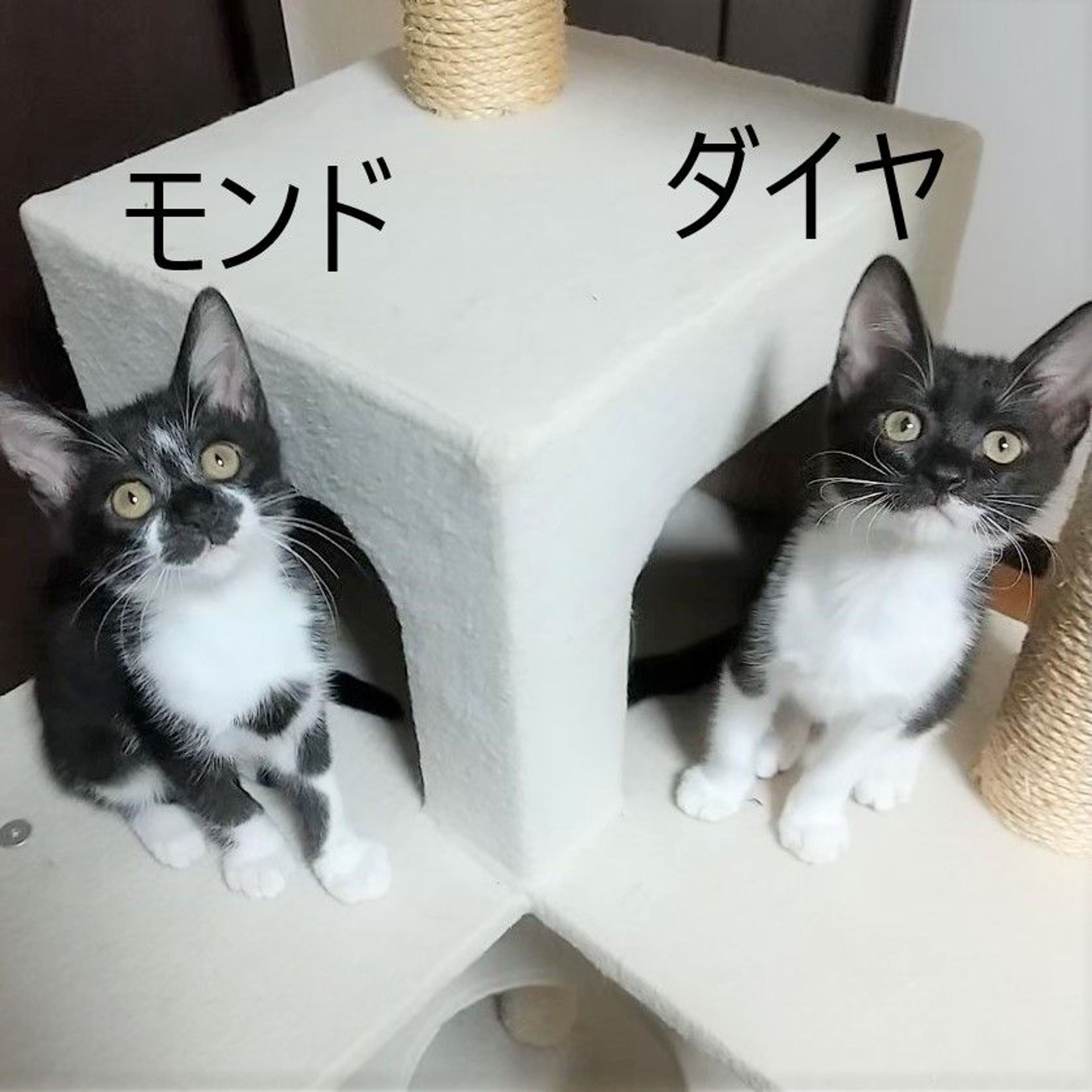 pet-image-9