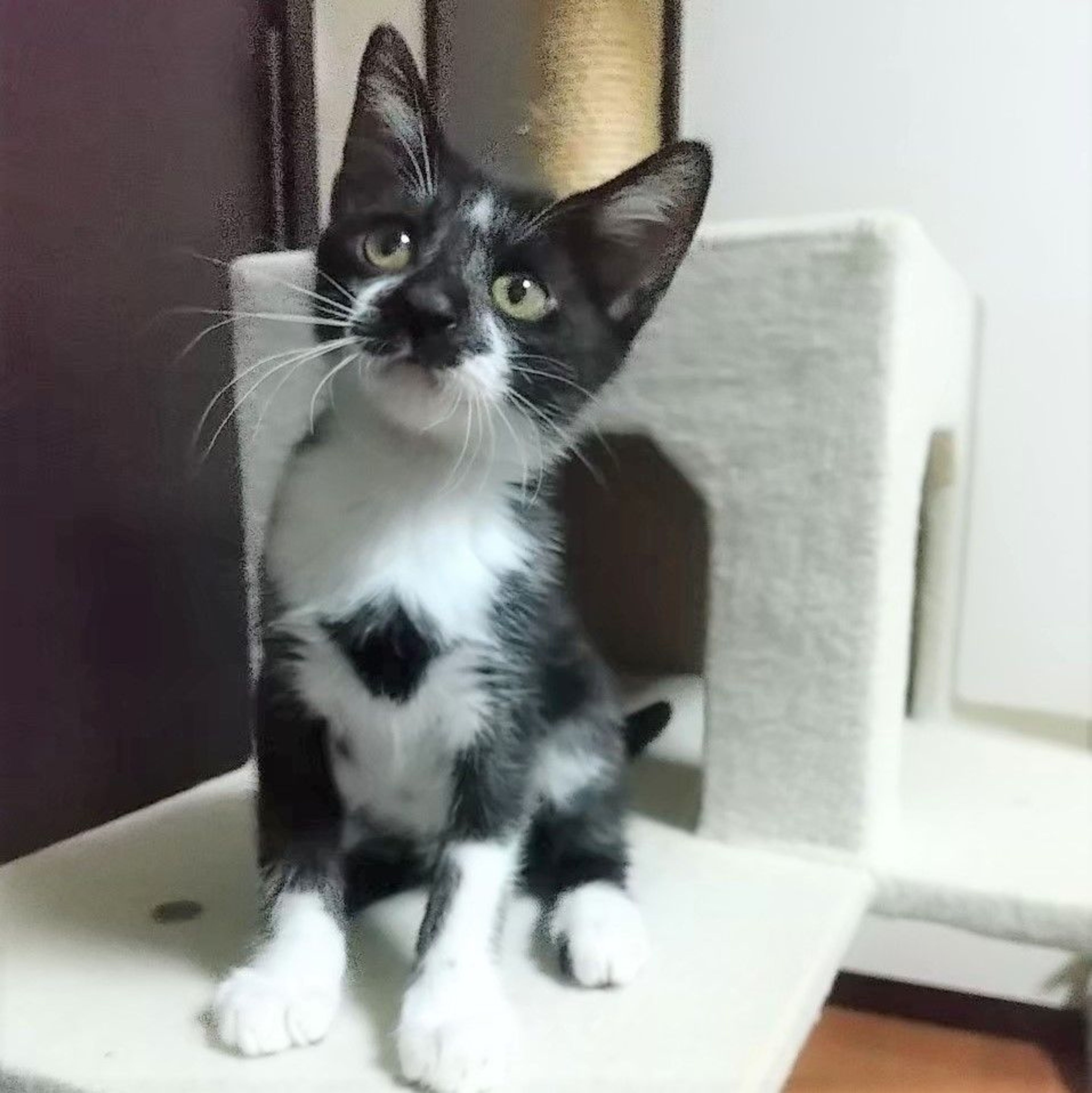 pet-image-3
