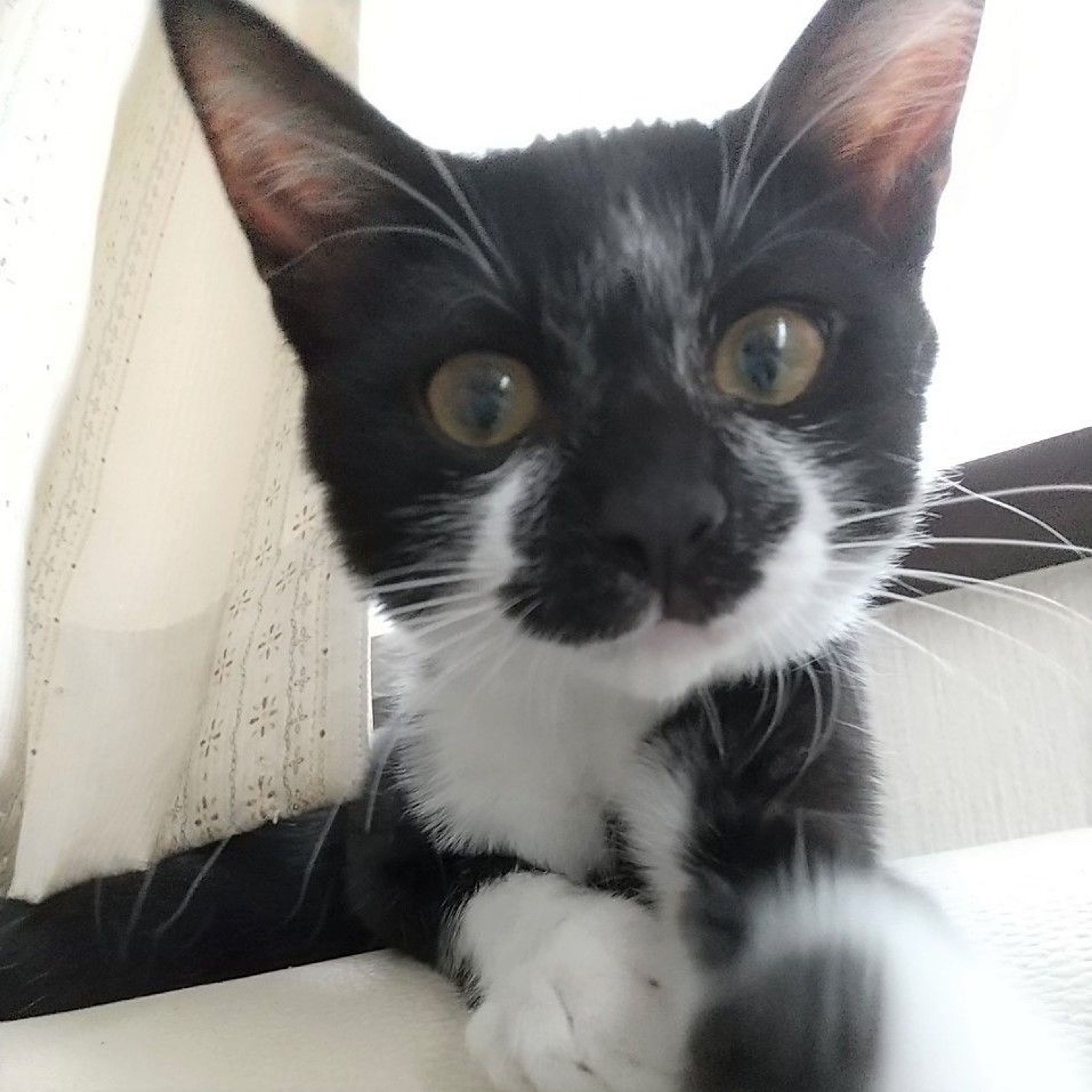 pet-image-4