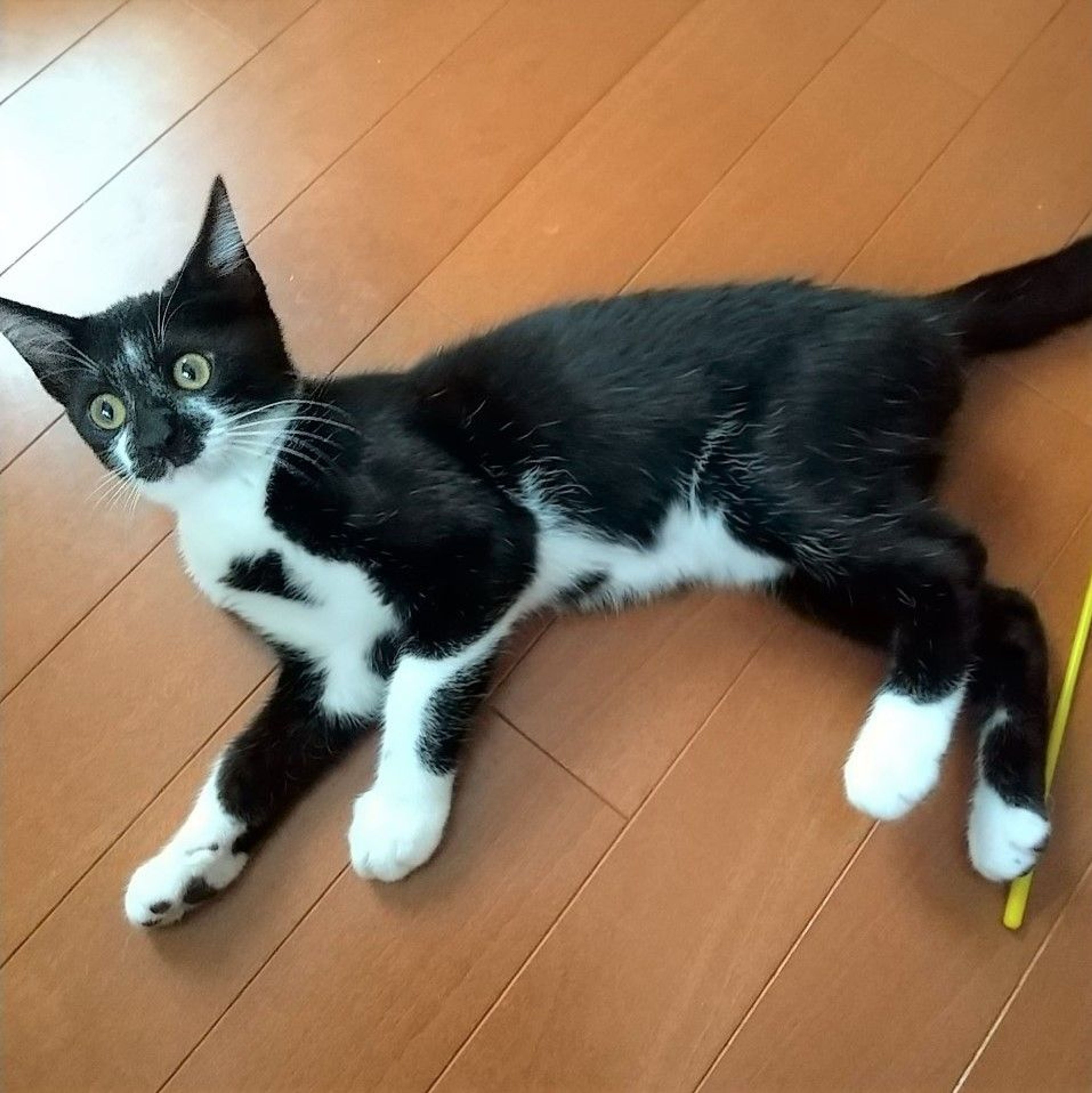 pet-image-5