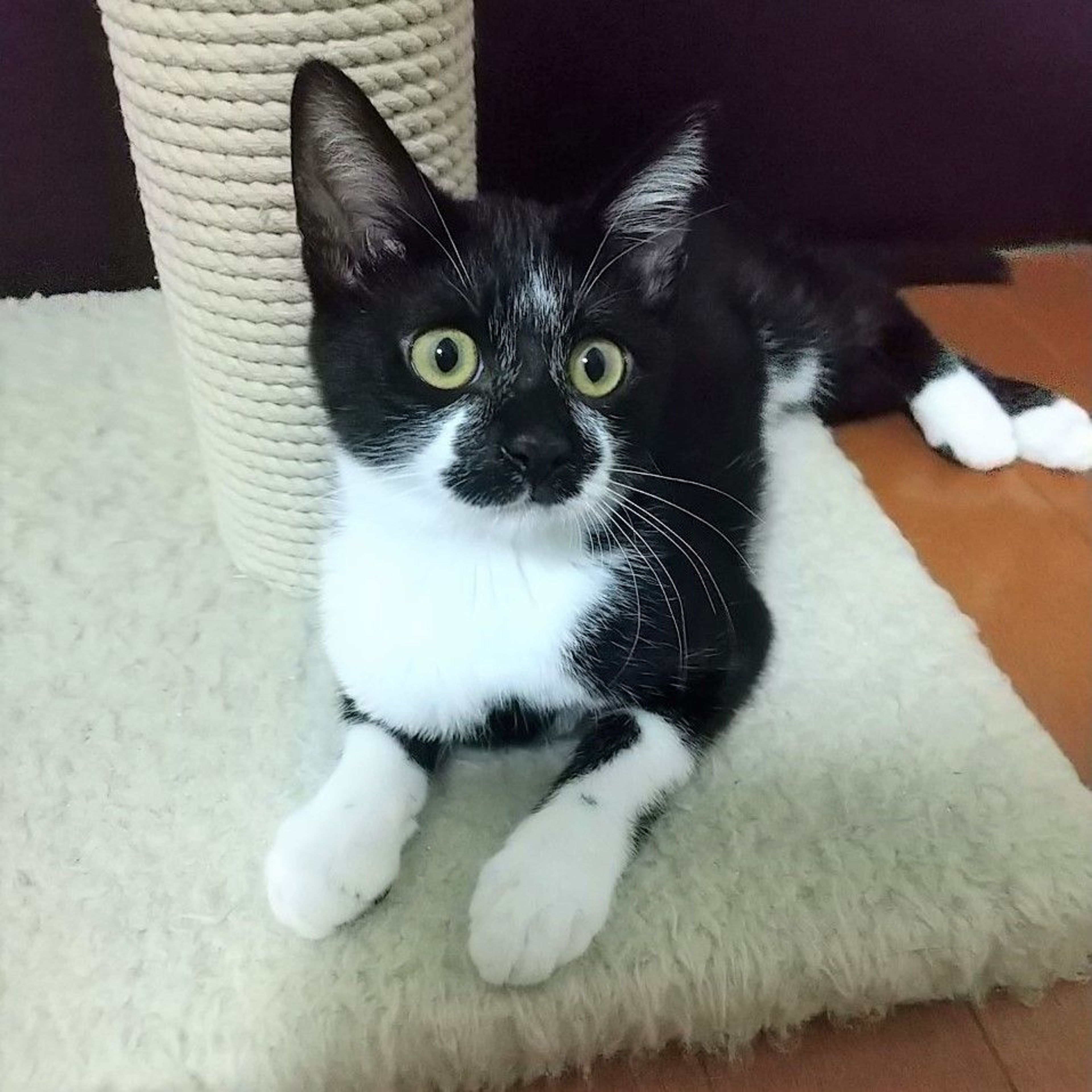 pet-image-6