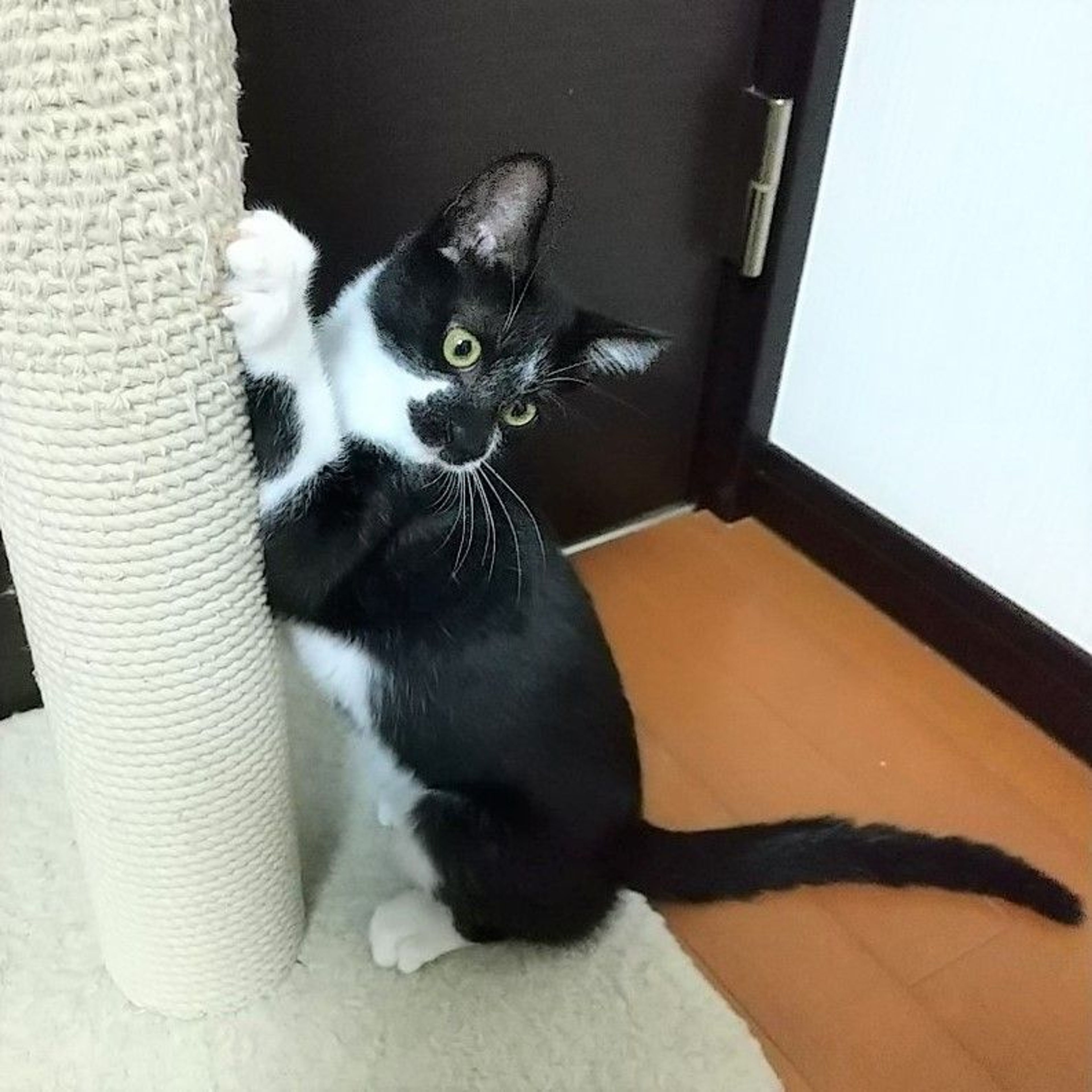 pet-image-7