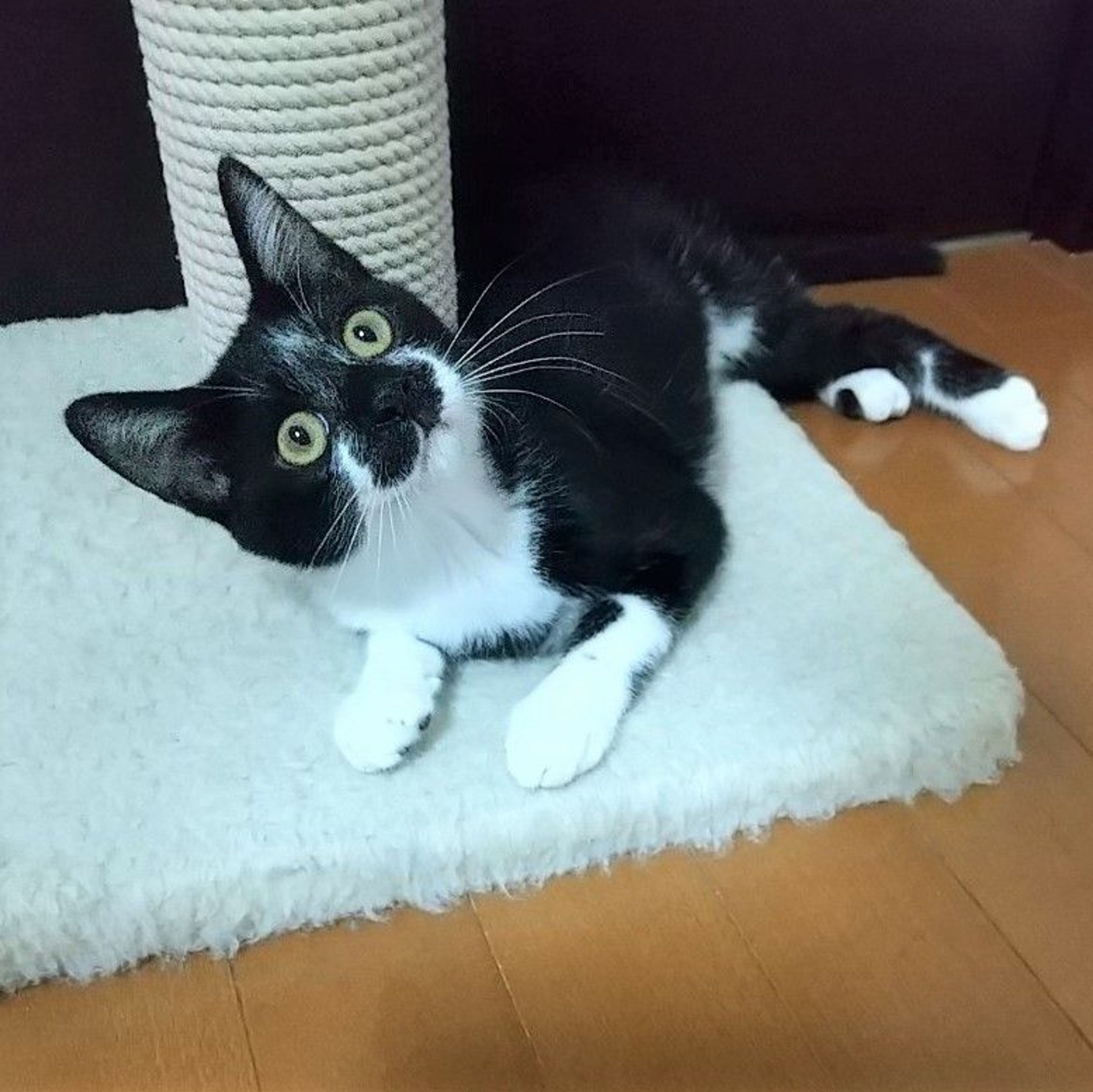 pet-image-8
