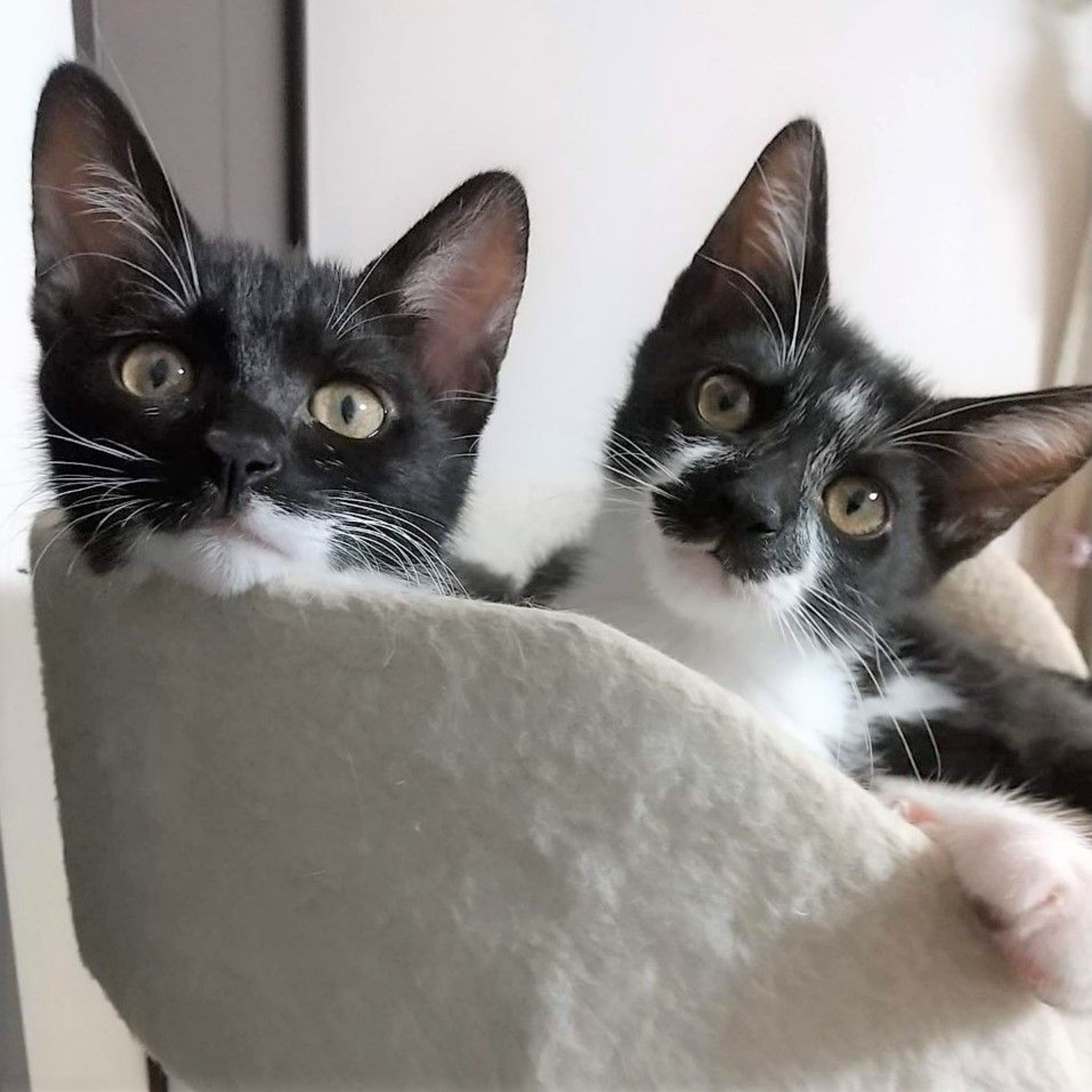 pet-image-9