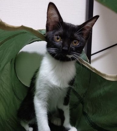 タラの写真