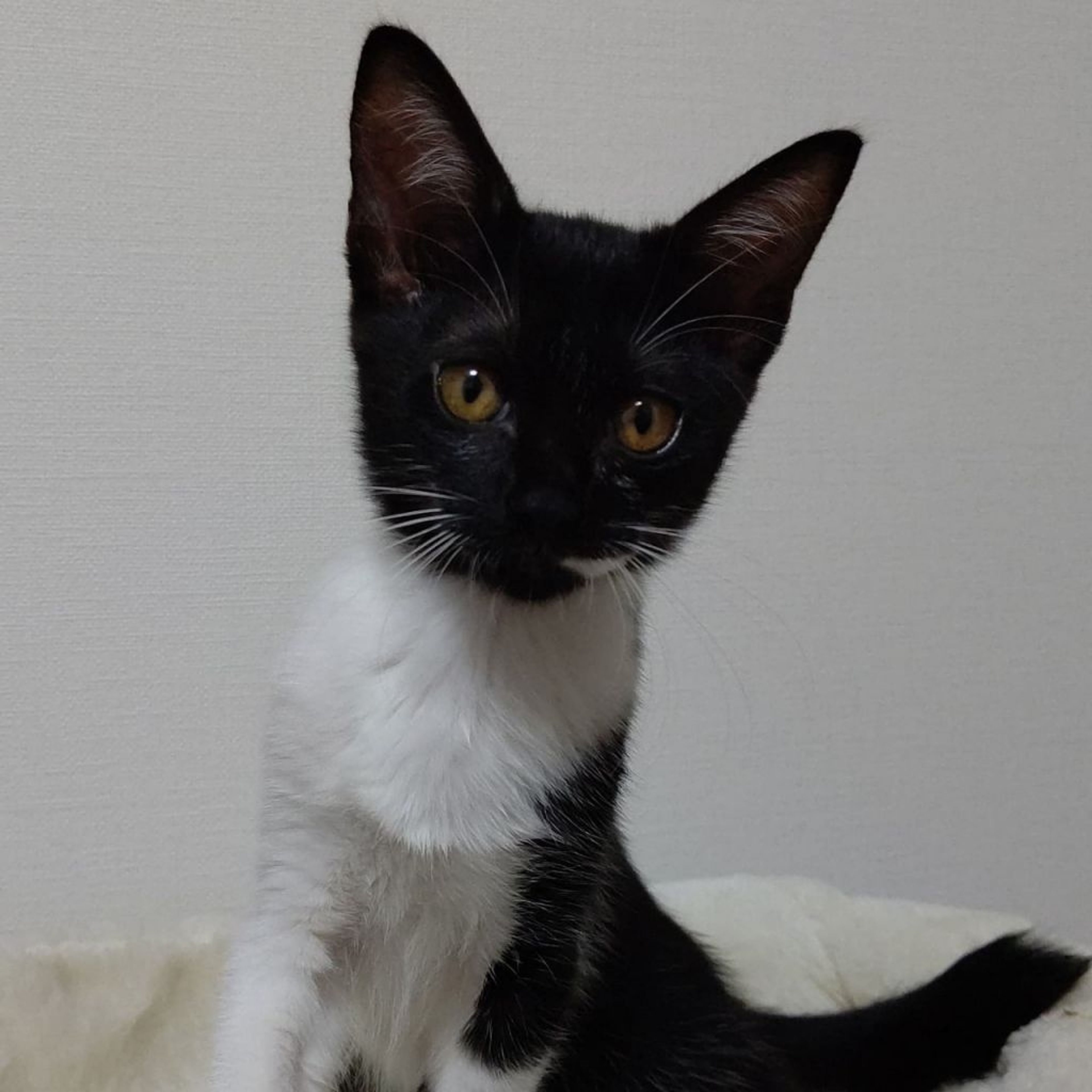 pet-image-3