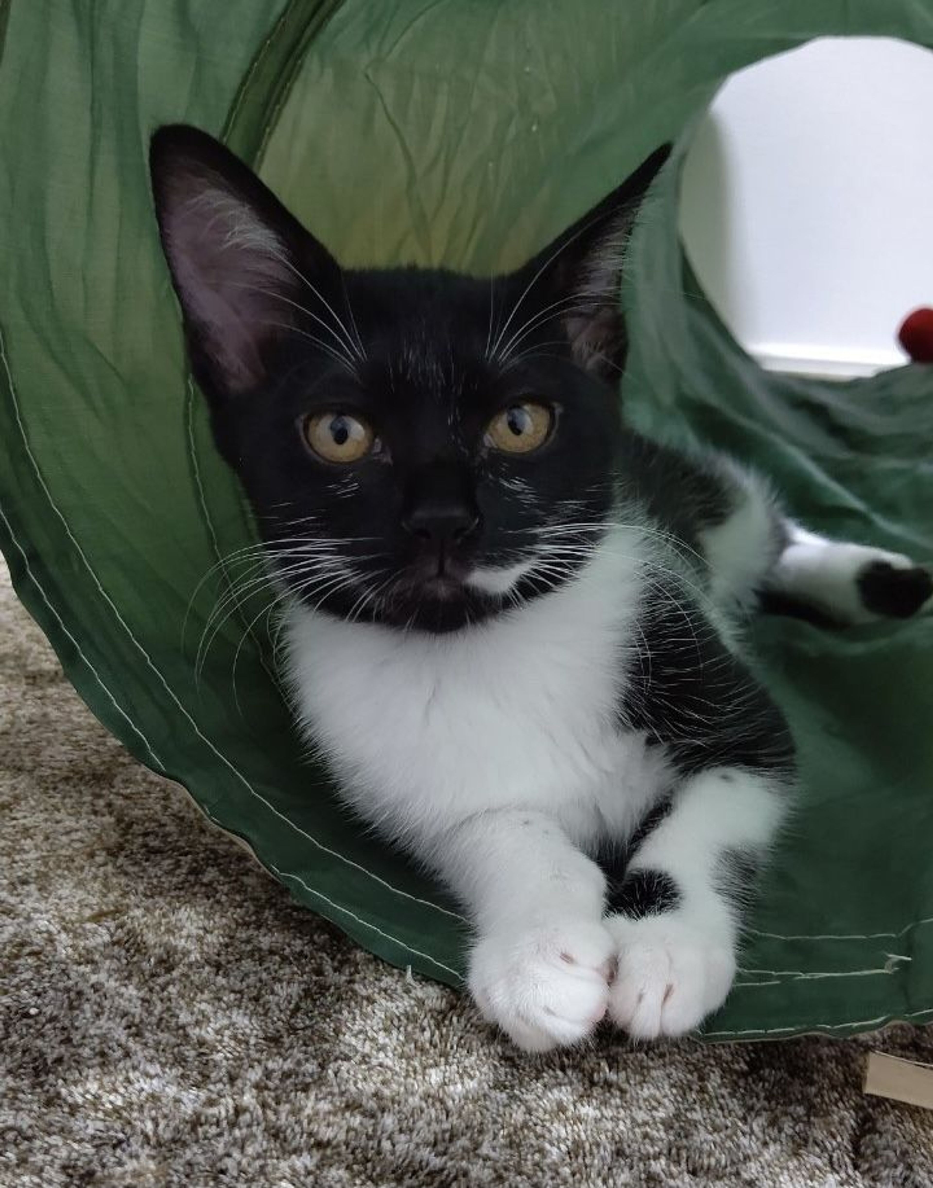 pet-image-4