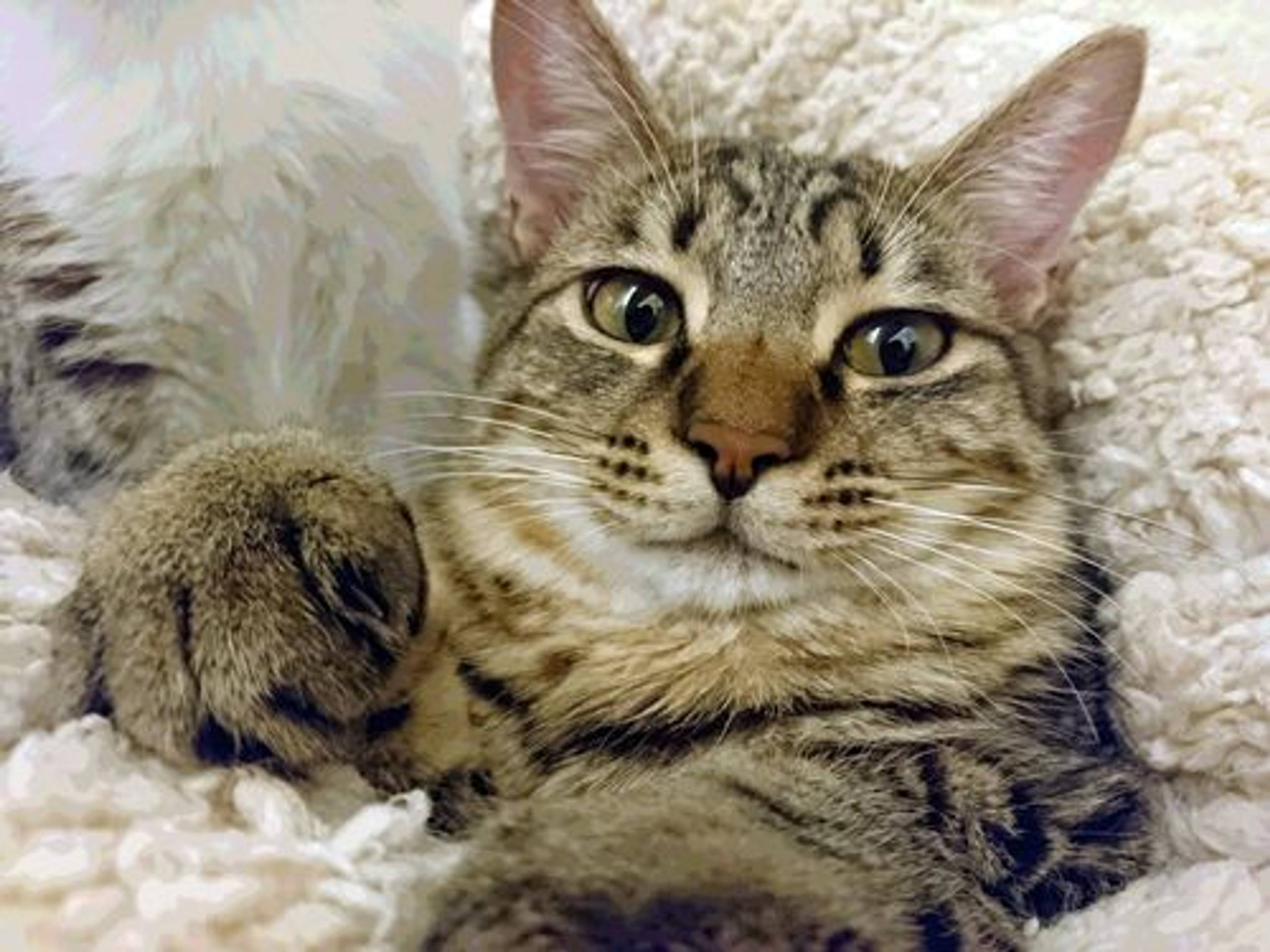 雑種（ミックス猫）・オスの里親募集の写真