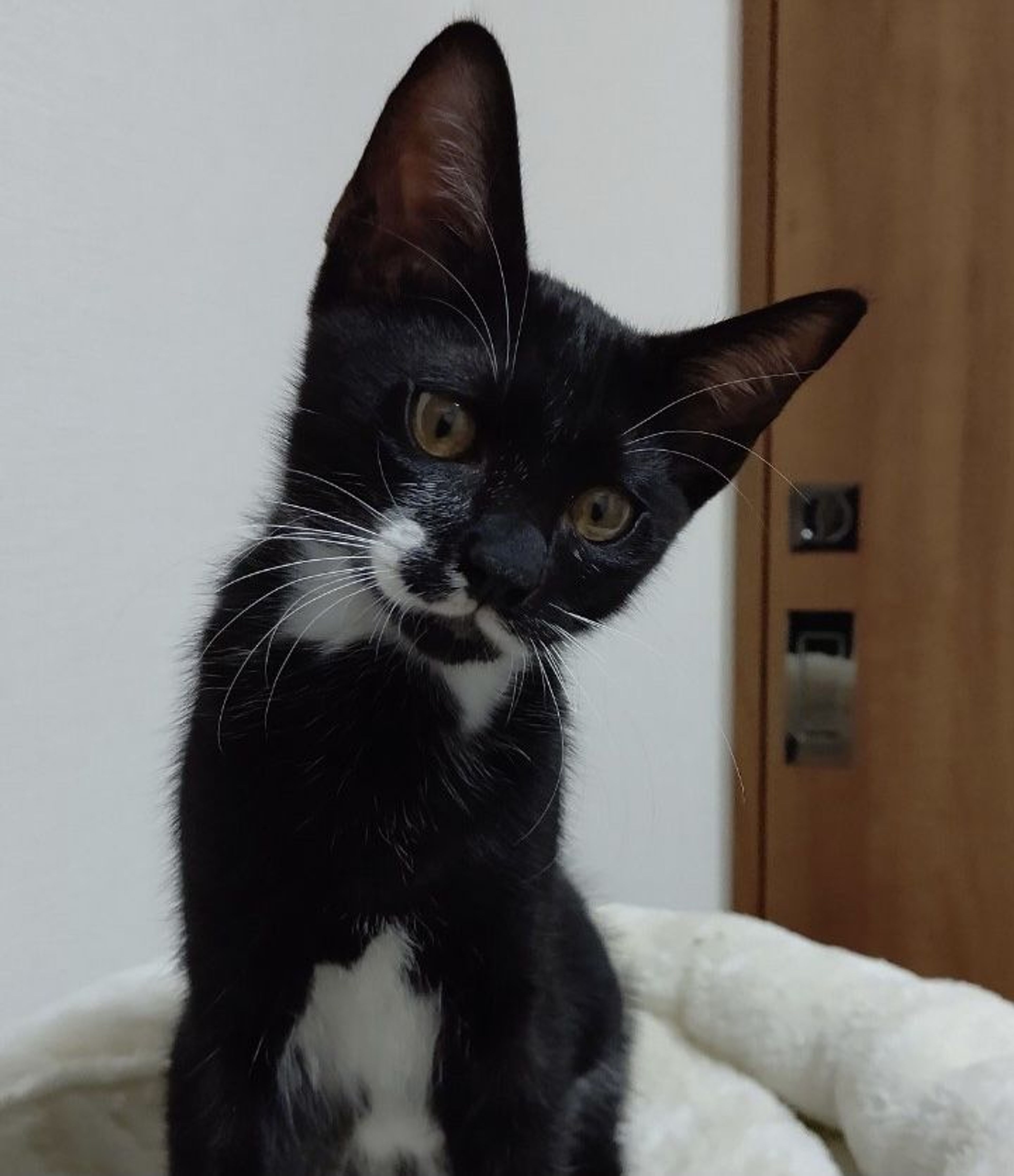 pet-image-4