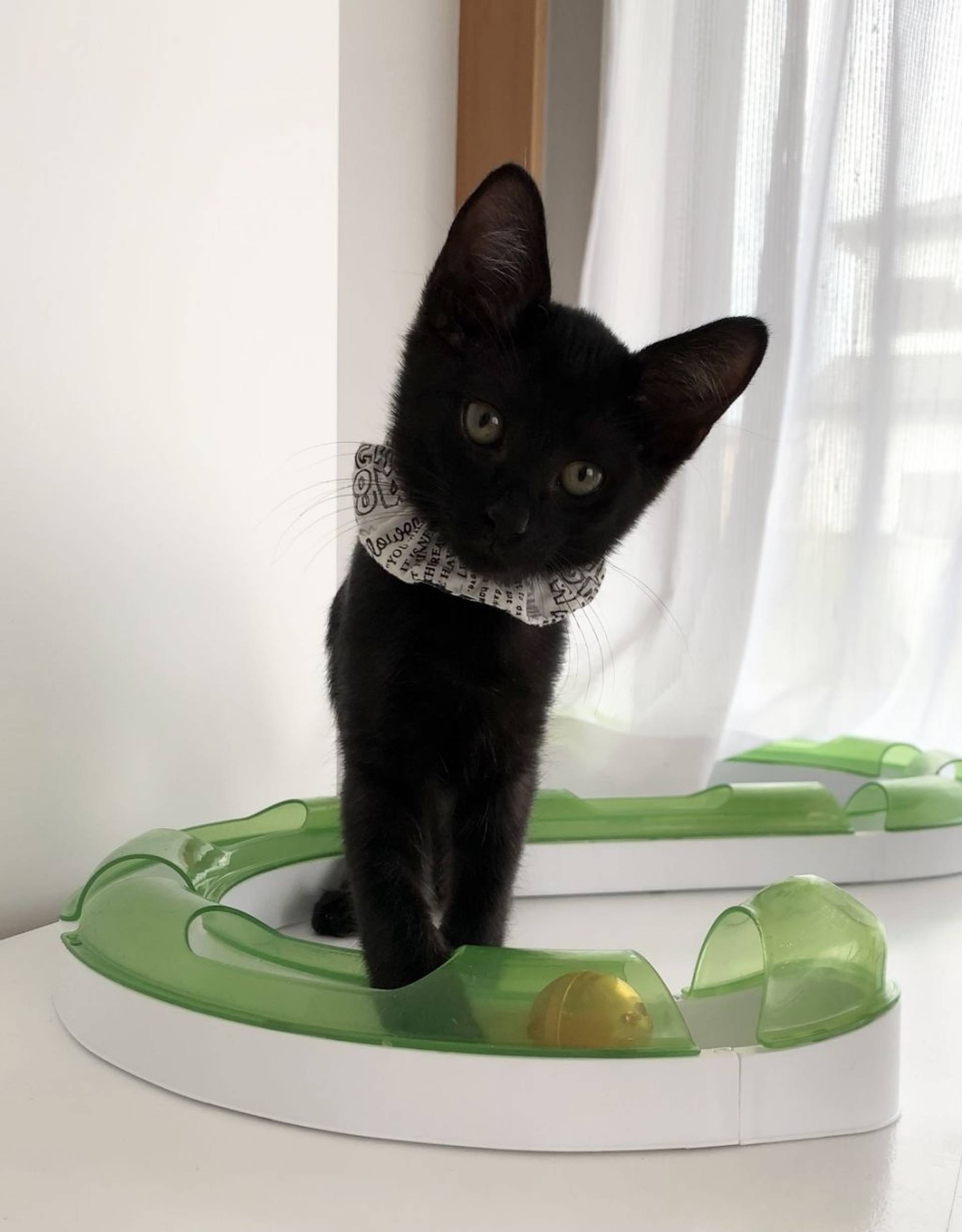 雑種（ミックス猫）・オスの里親募集の写真