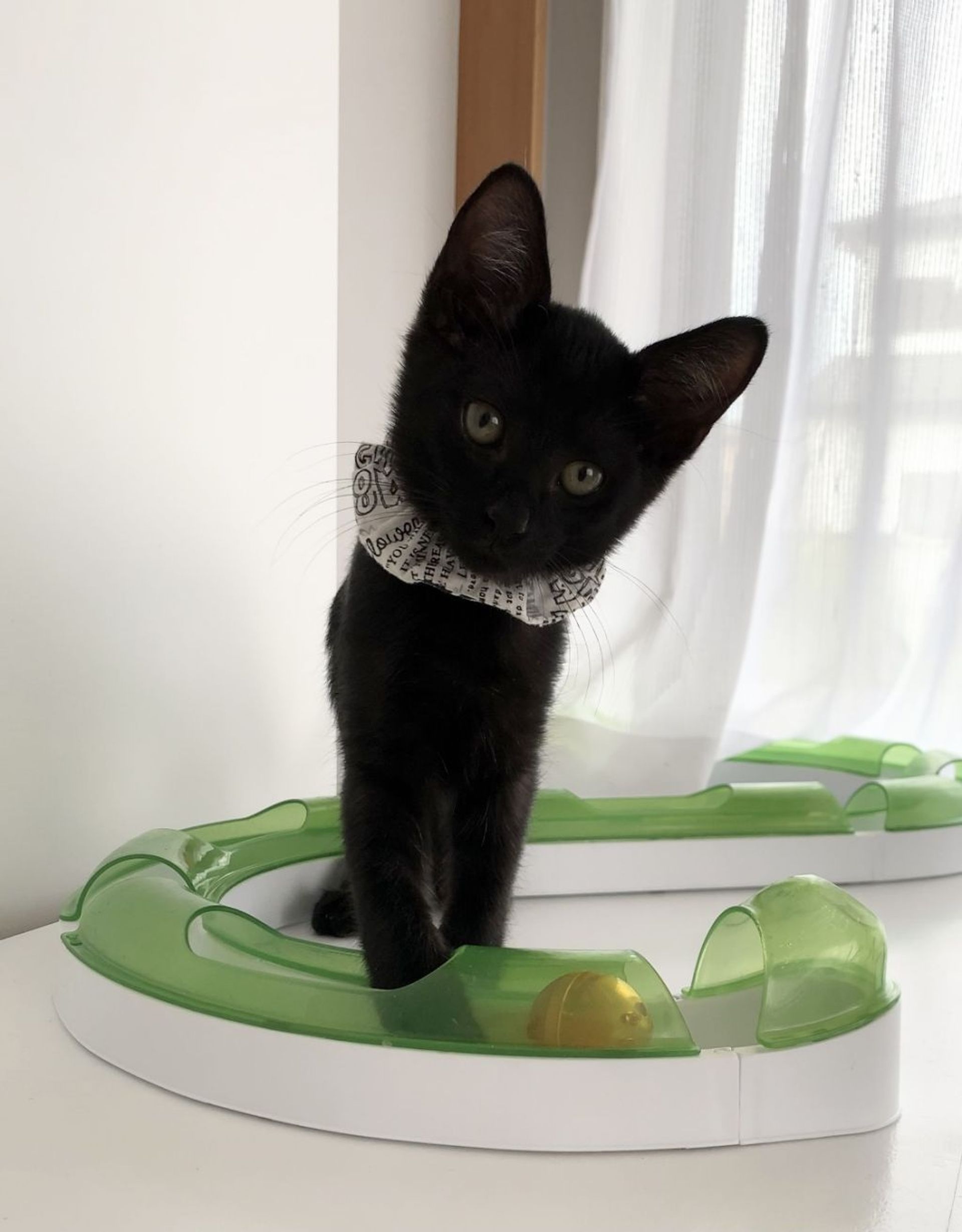 雑種（ミックス猫）・オスの里親募集の写真