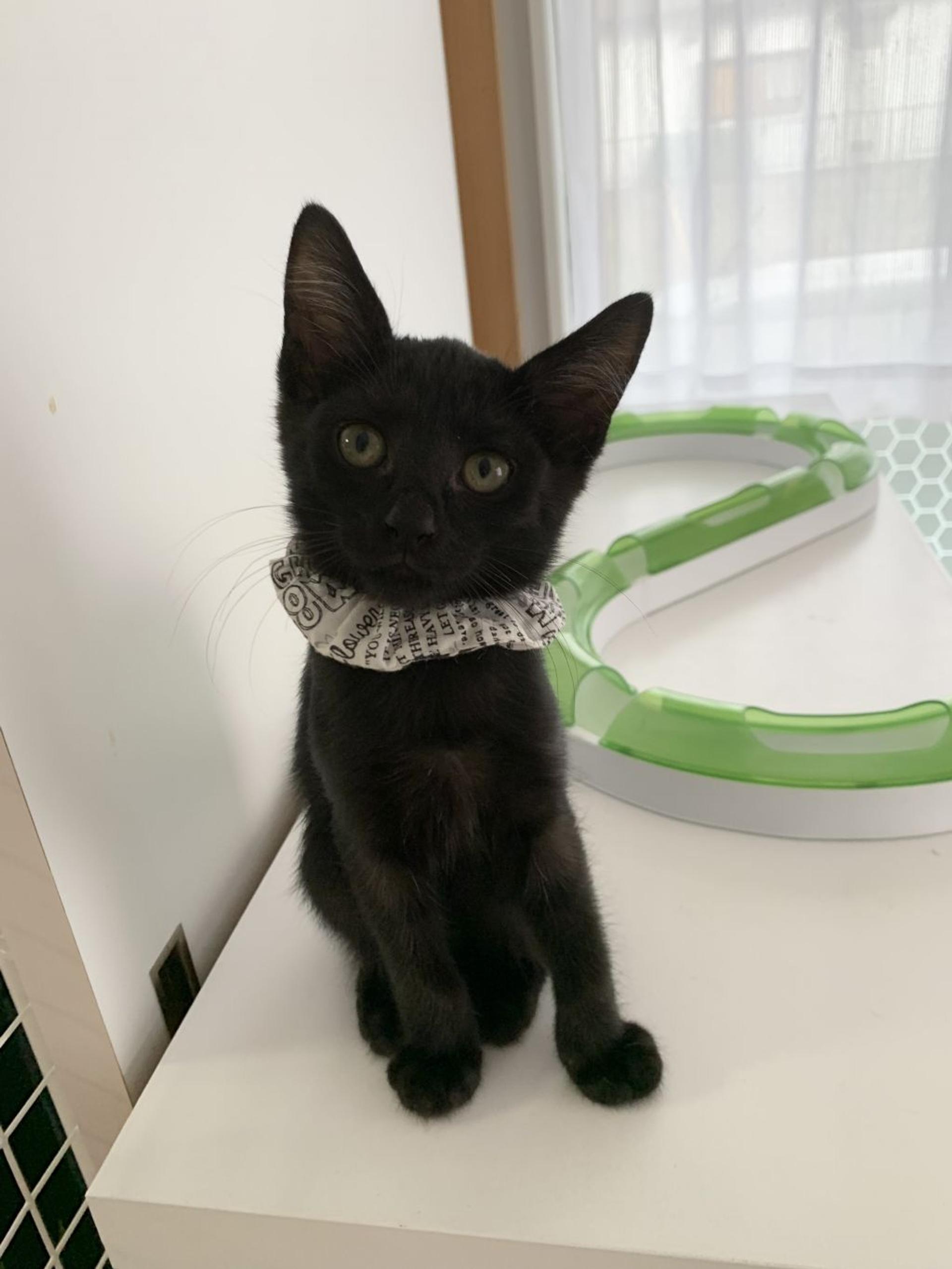 pet-image-3