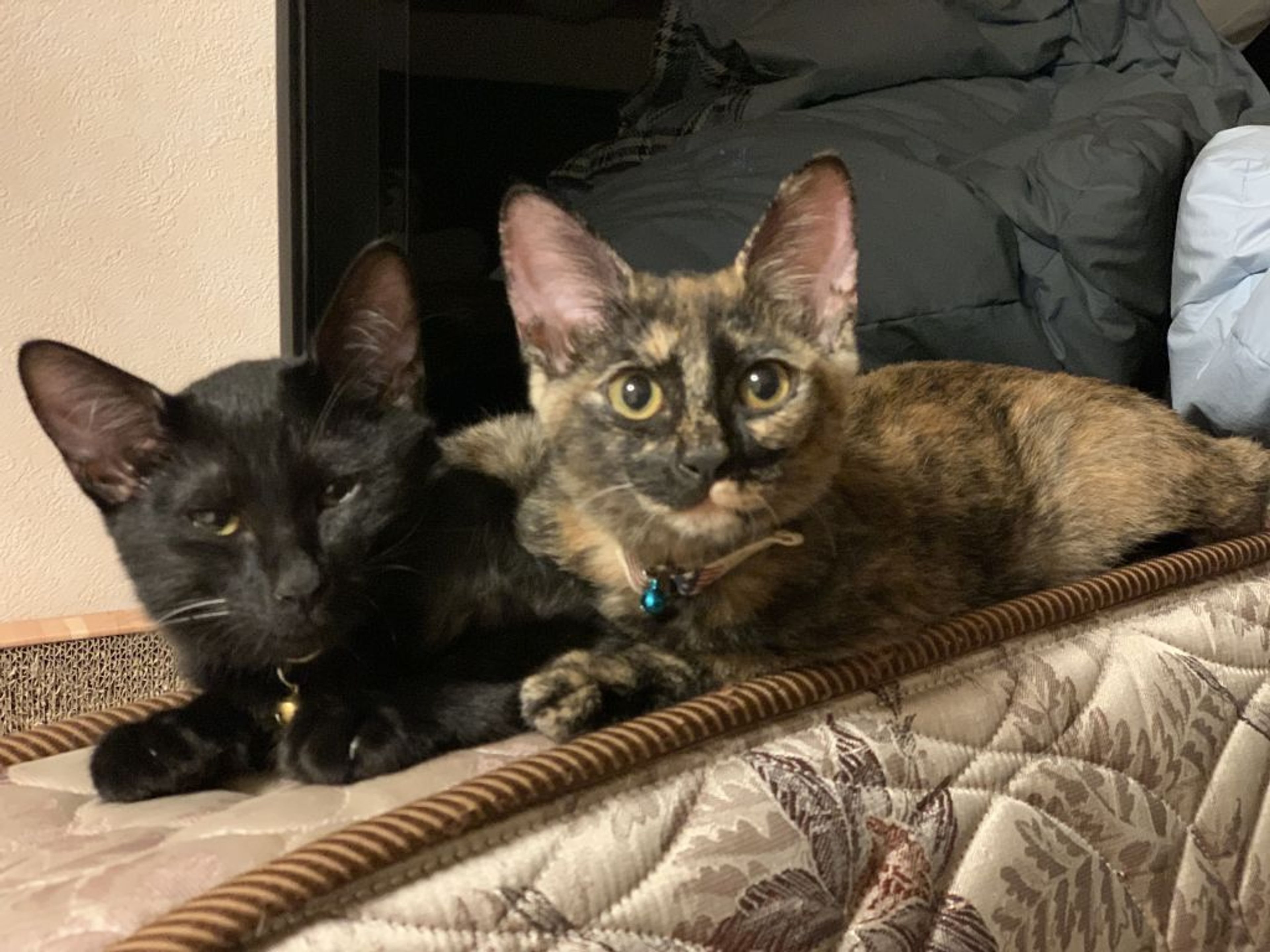 pet-image-2