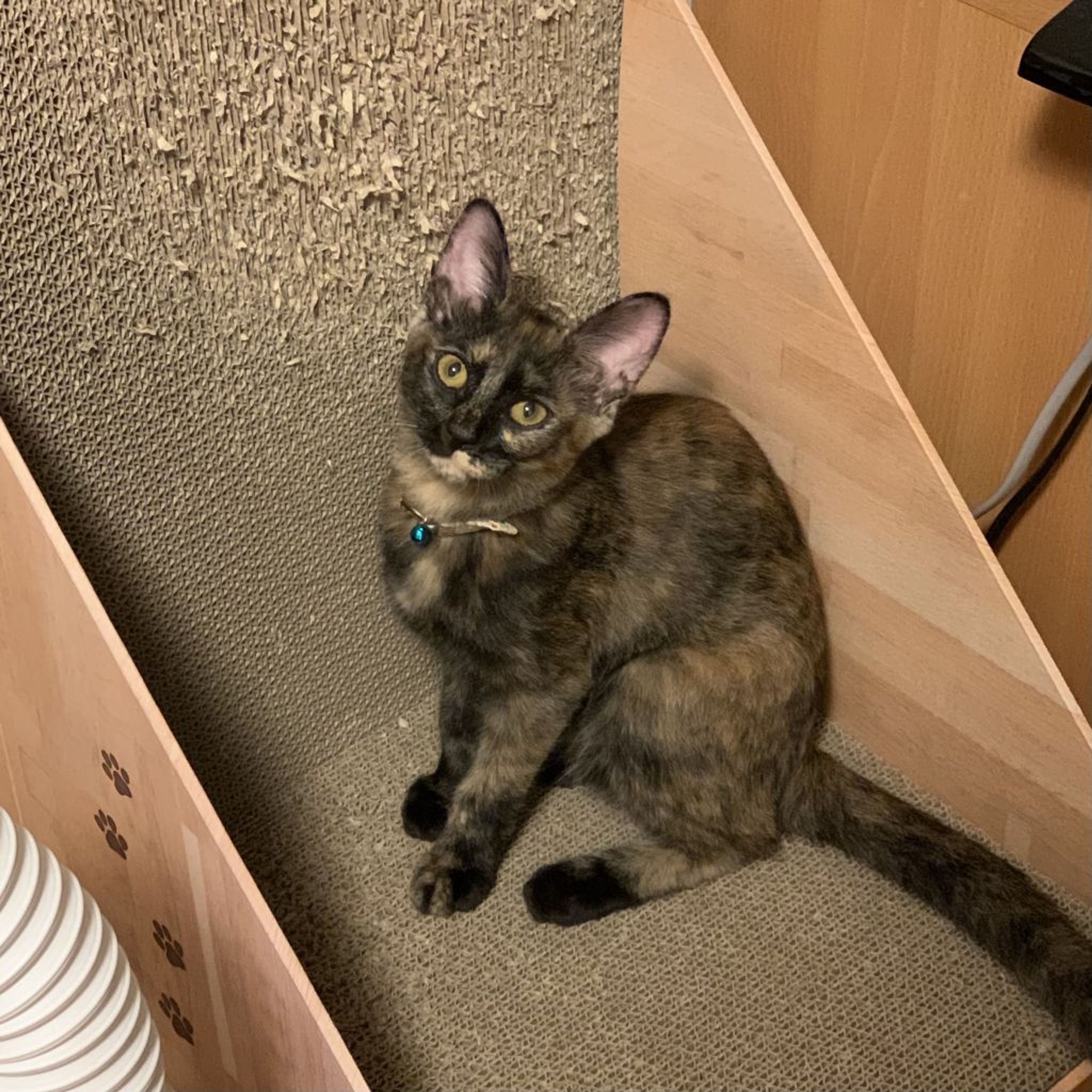 pet-image-4