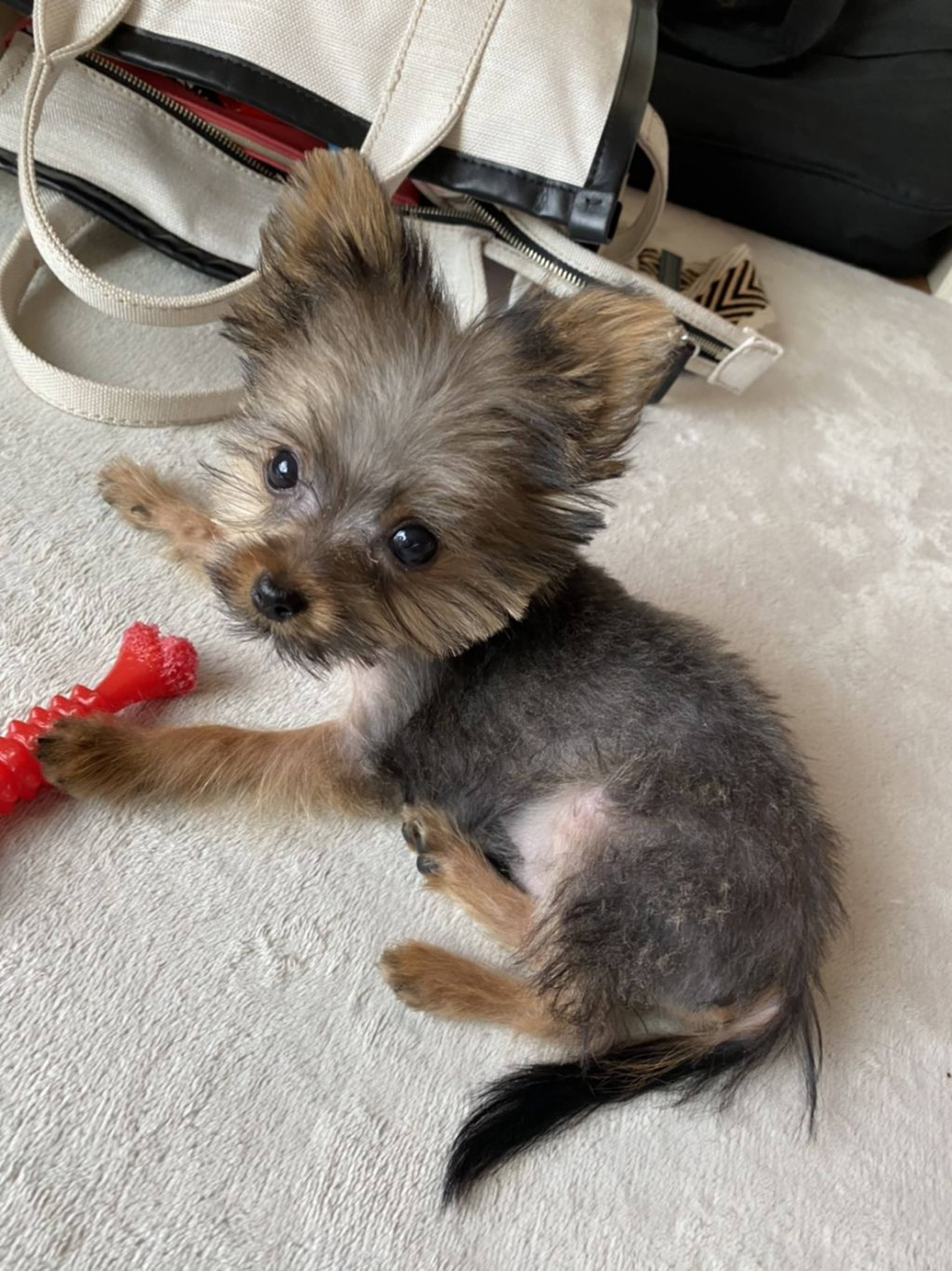 雑種（ミックス犬）・オスの里親募集の写真