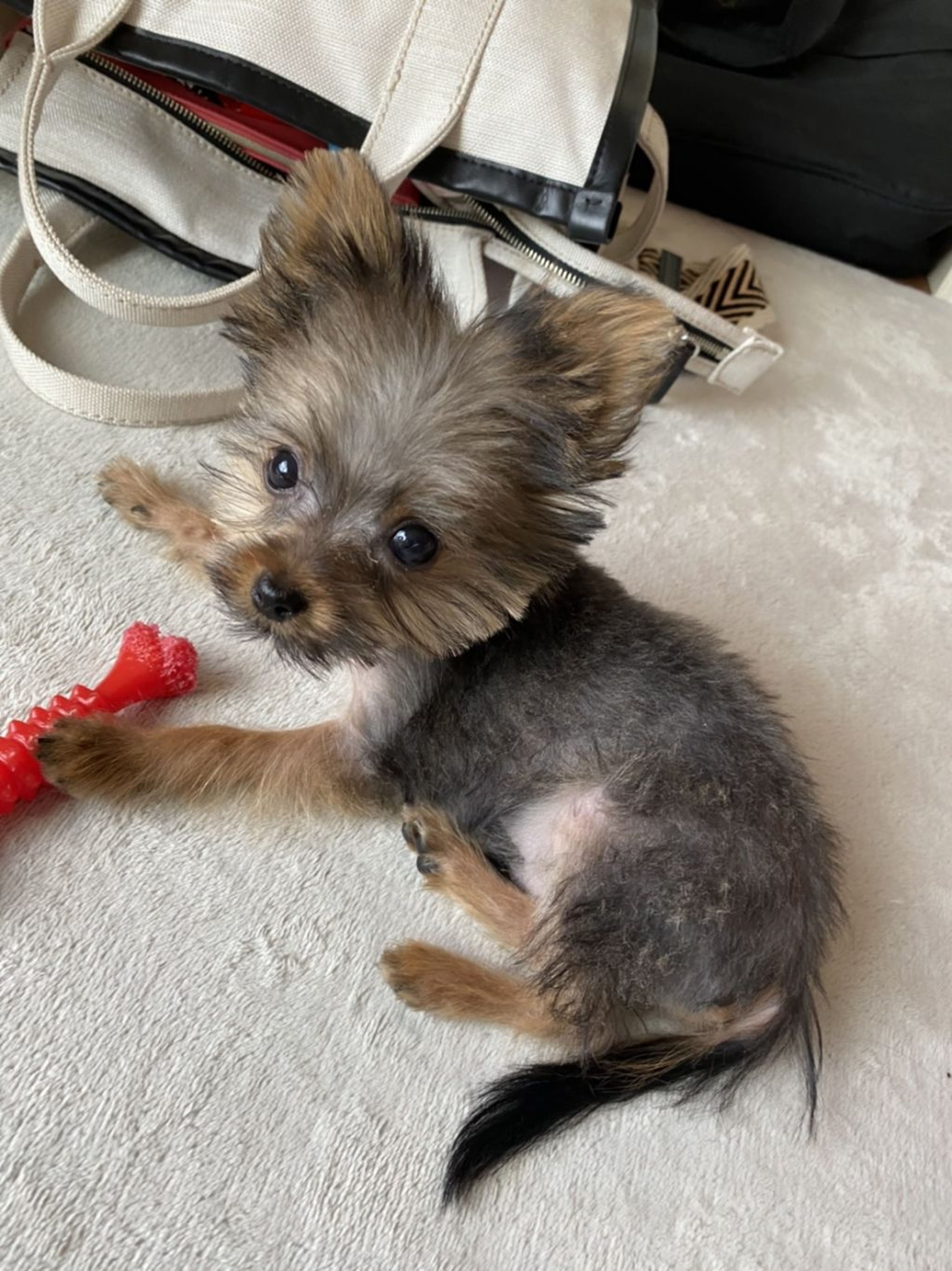 雑種（ミックス犬）・オスの里親募集の写真