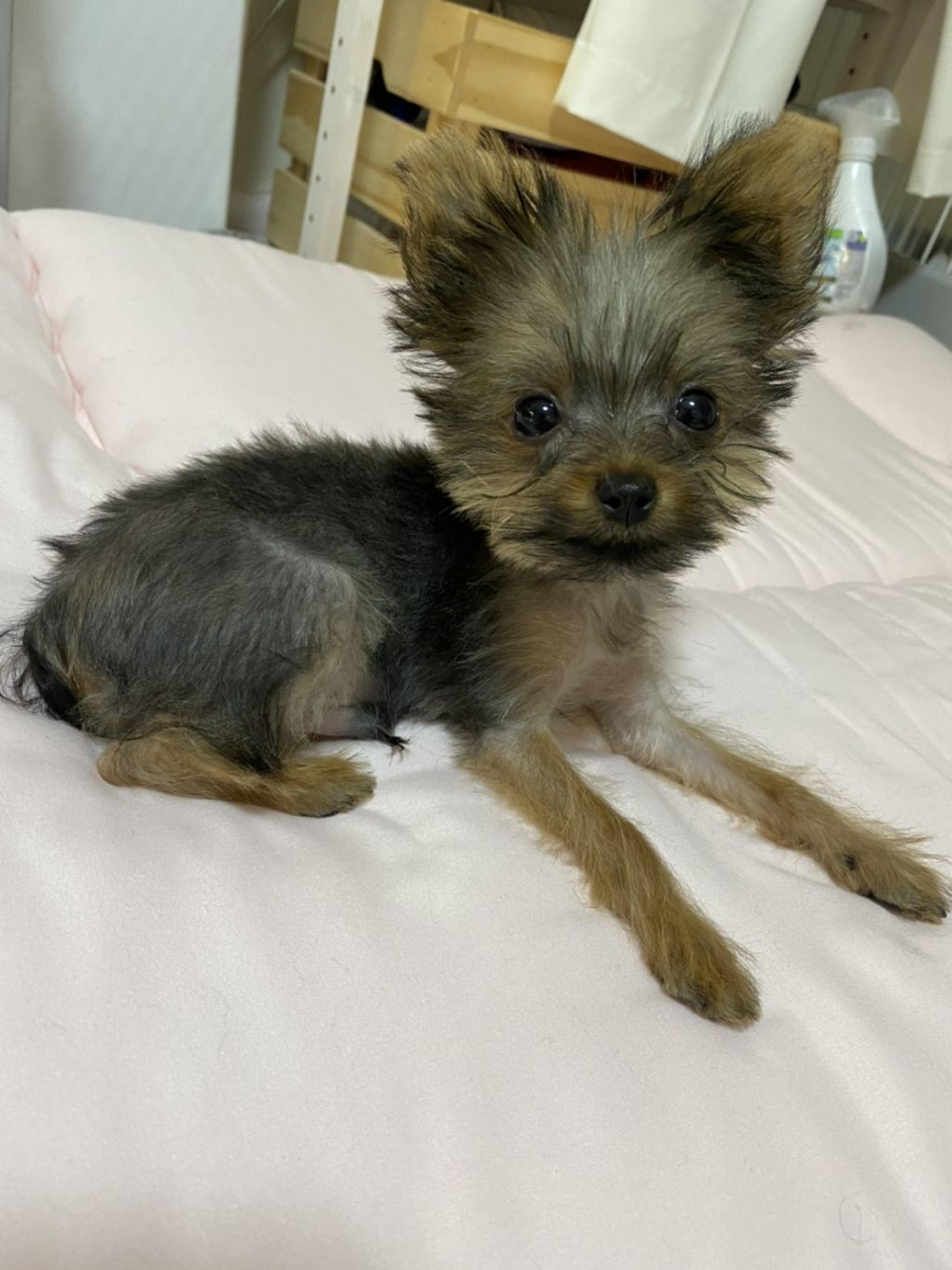 pet-image-2