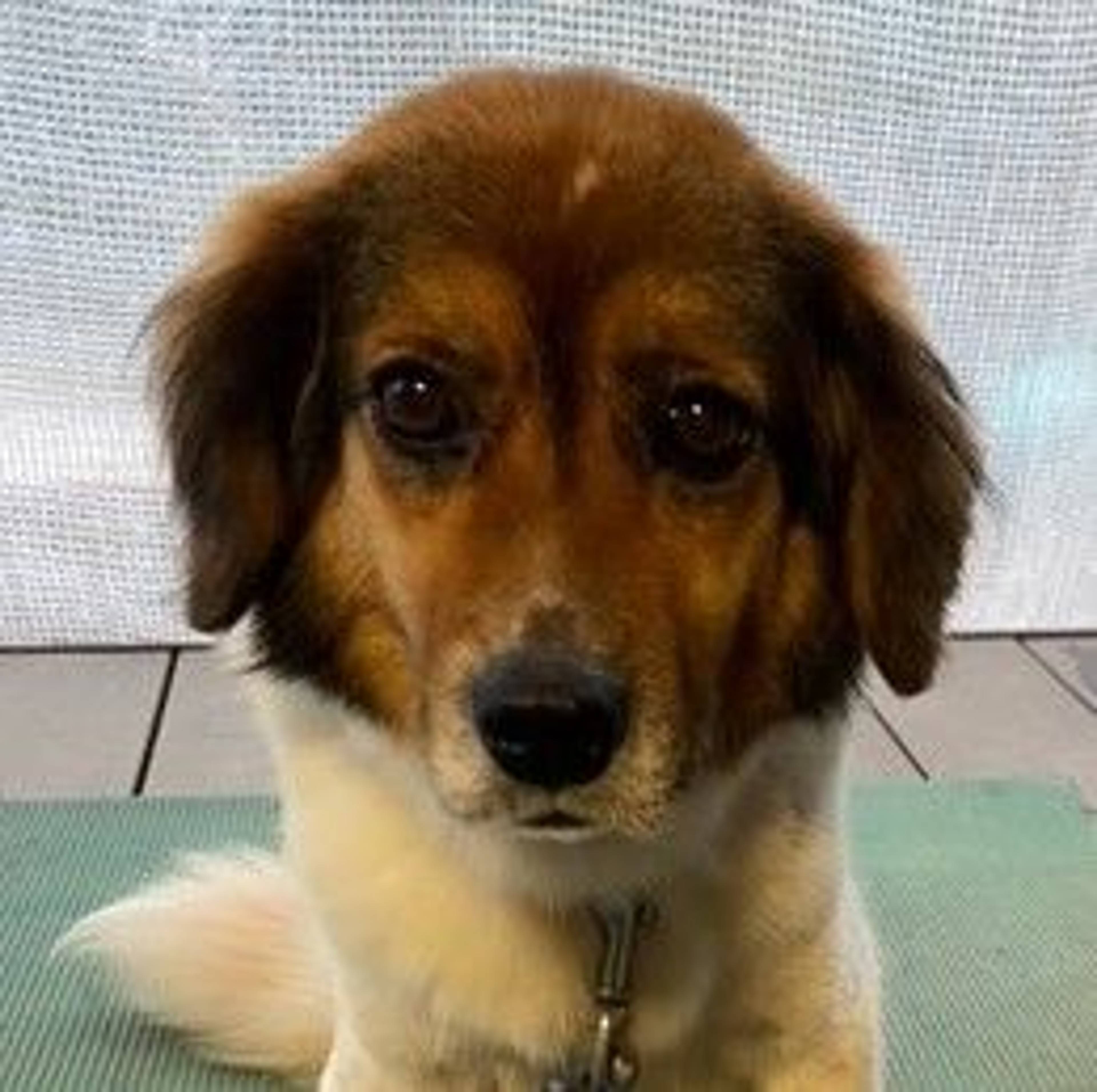 雑種（ミックス犬）・メスの里親募集の写真