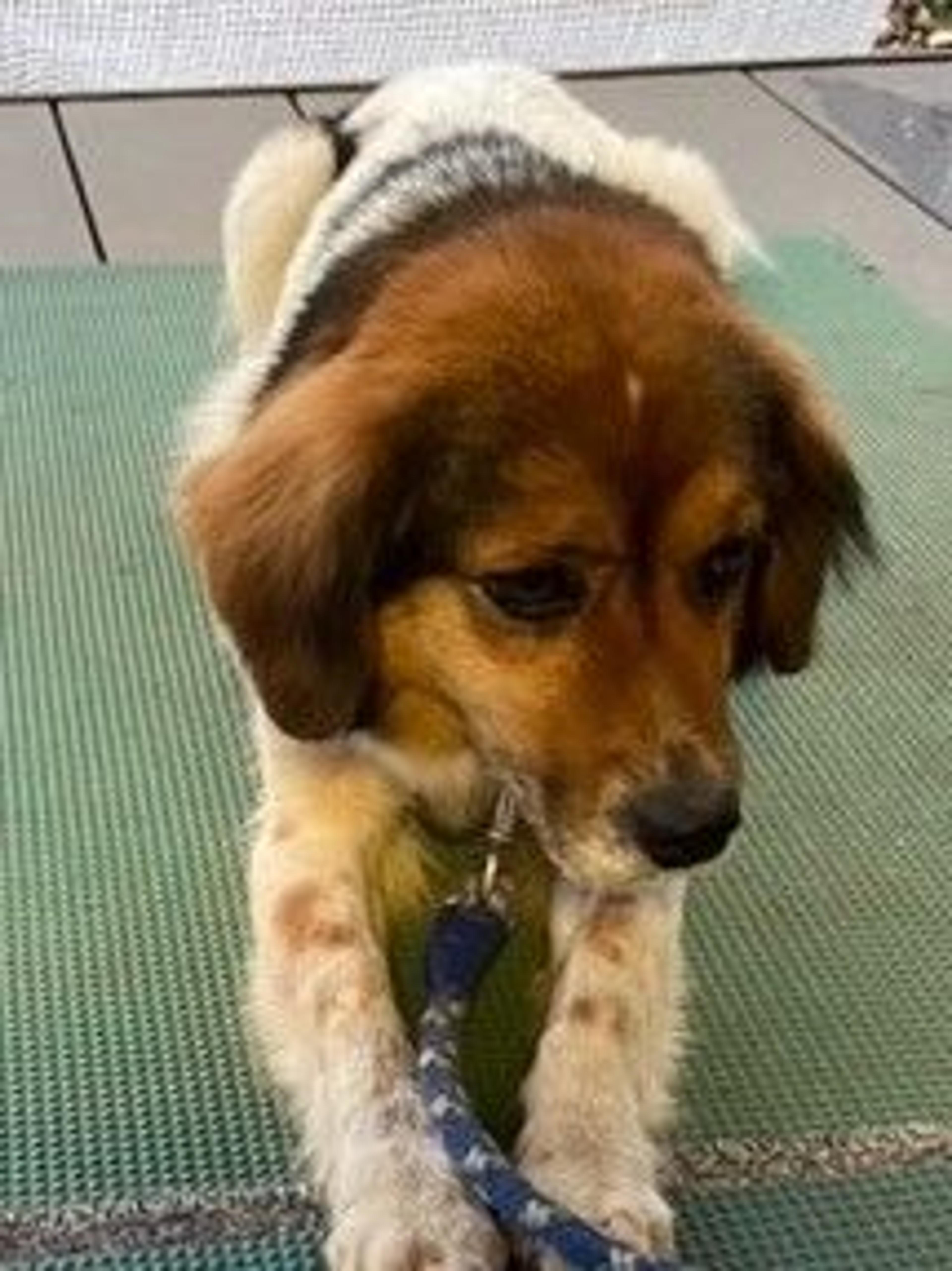 pet-image-2