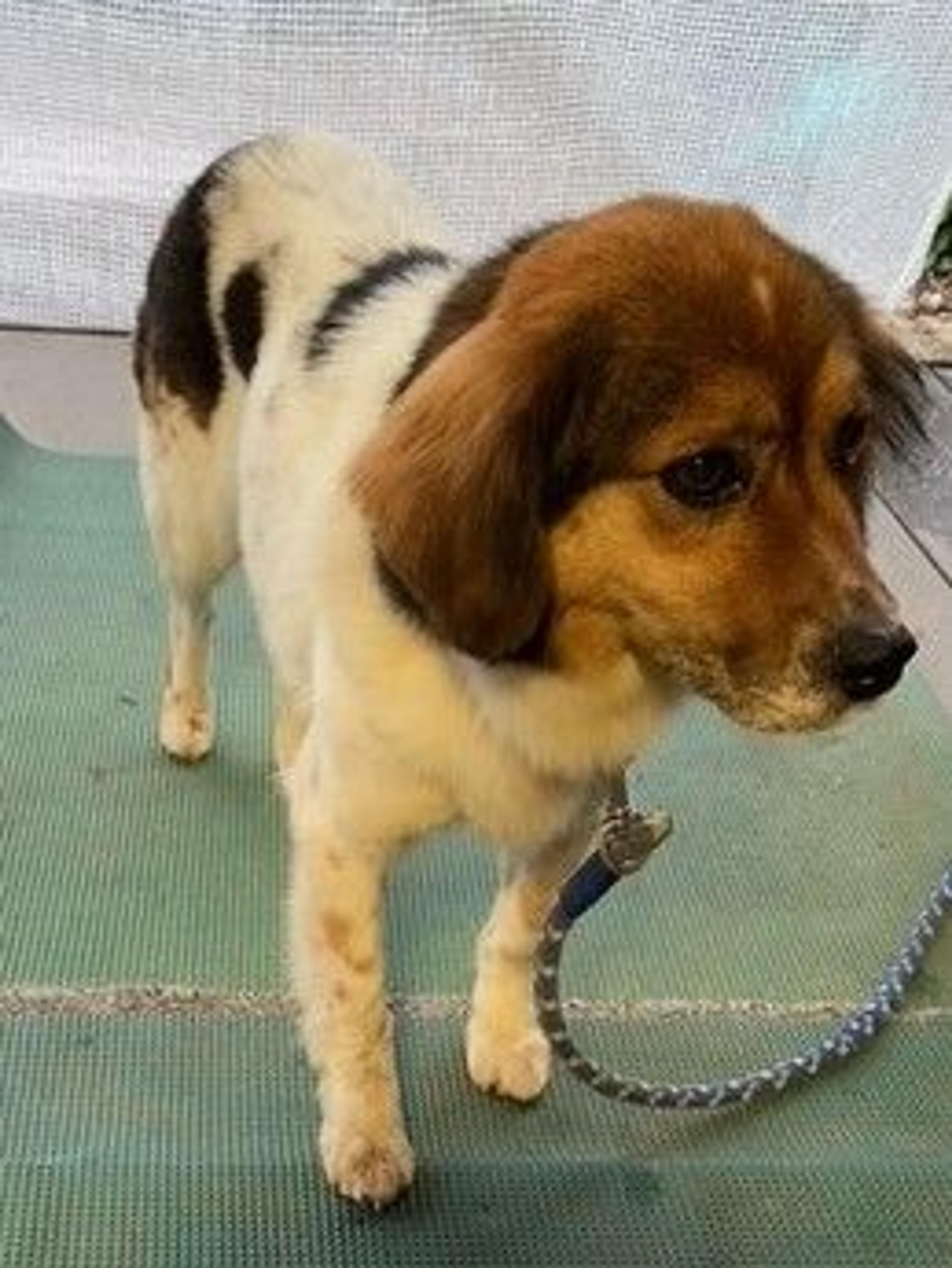 pet-image-4