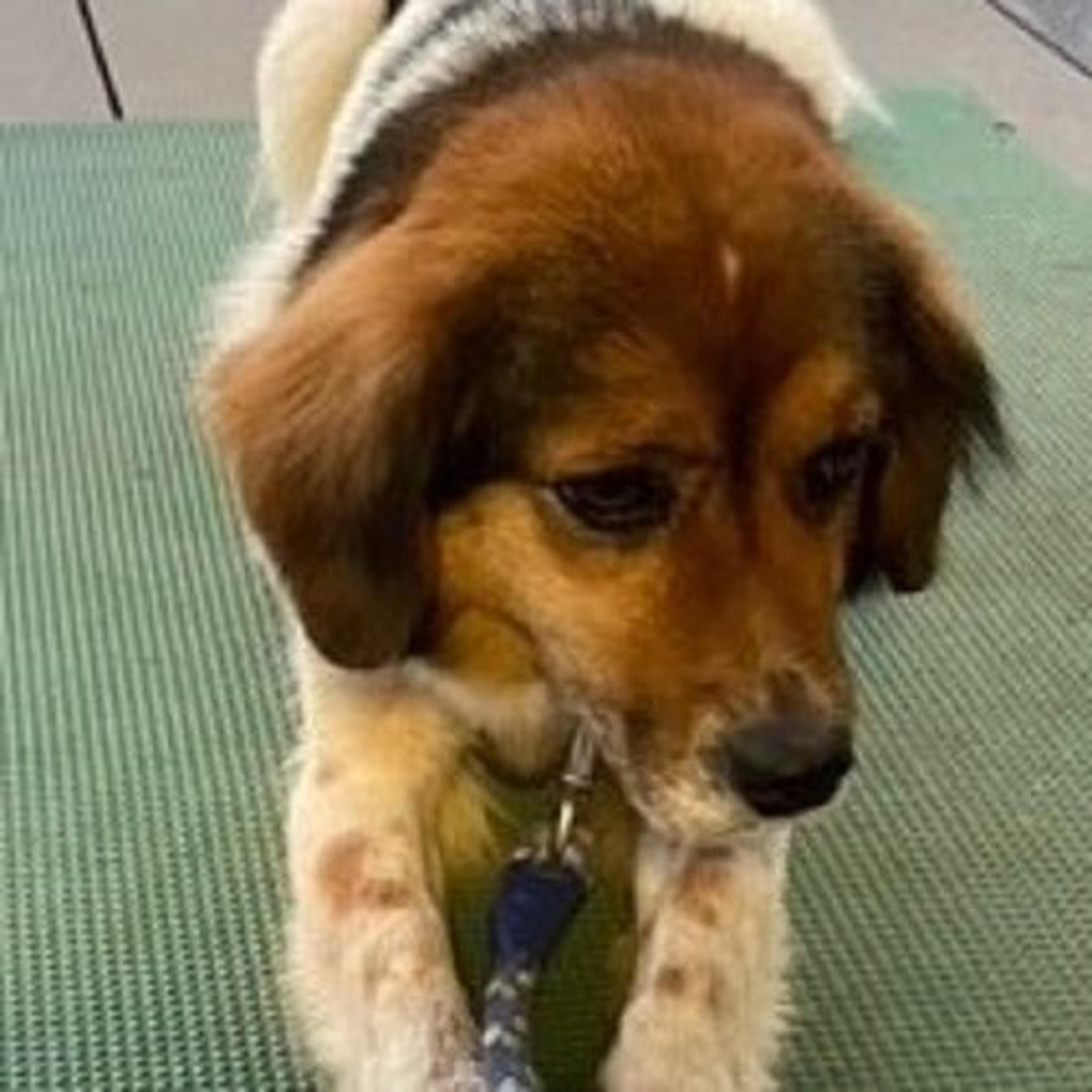 pet-image-5