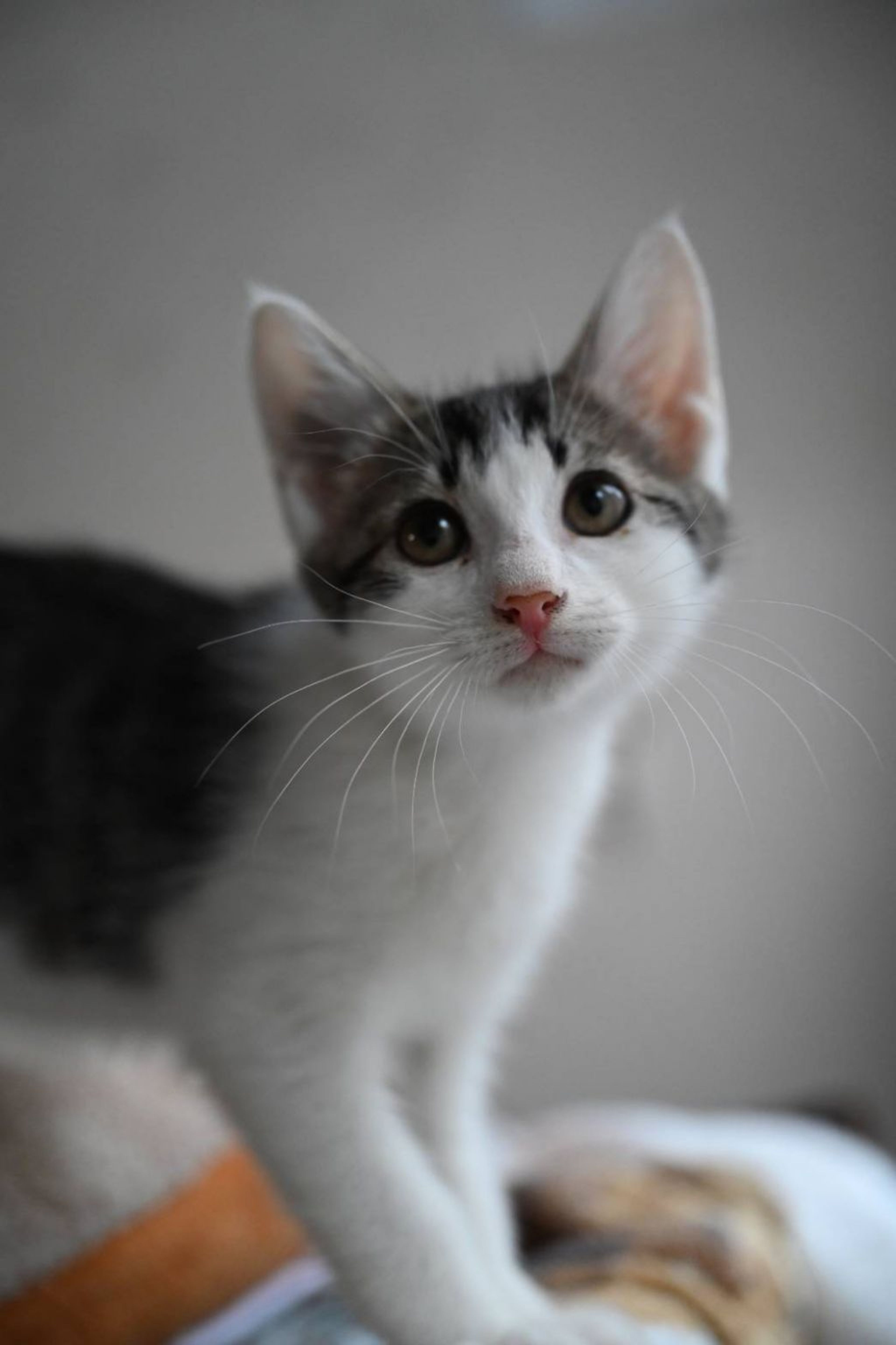 雑種（ミックス猫）・オスの里親募集の写真