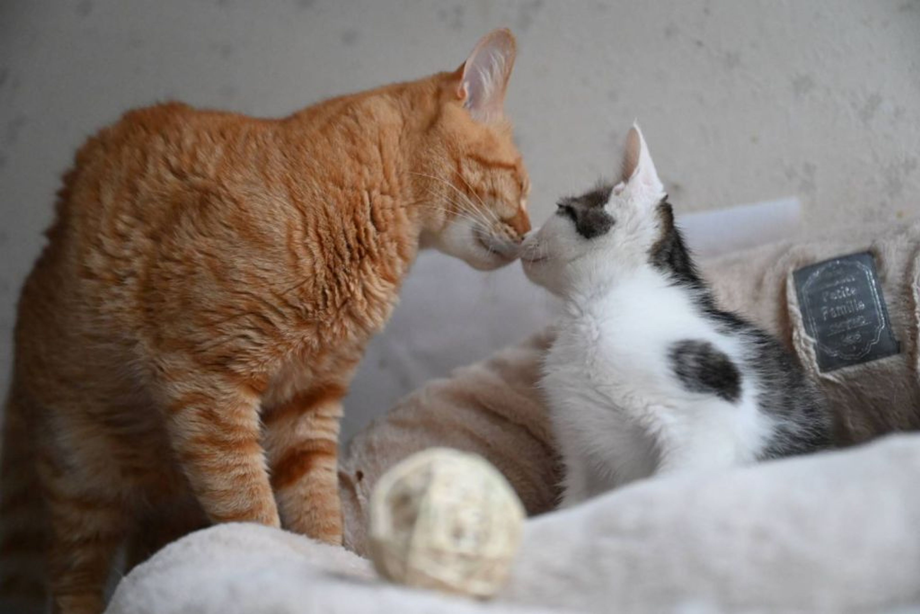 pet-image-4