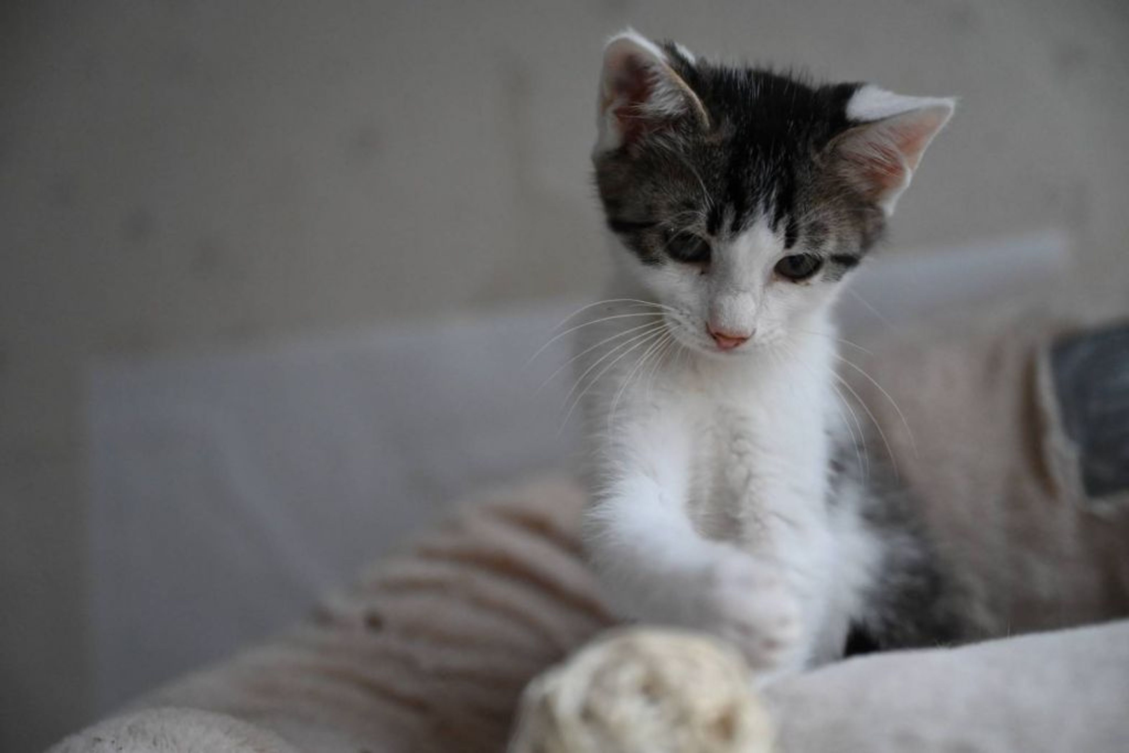 pet-image-5