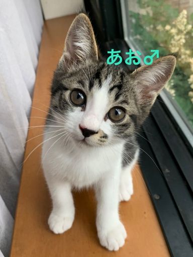 あおの写真