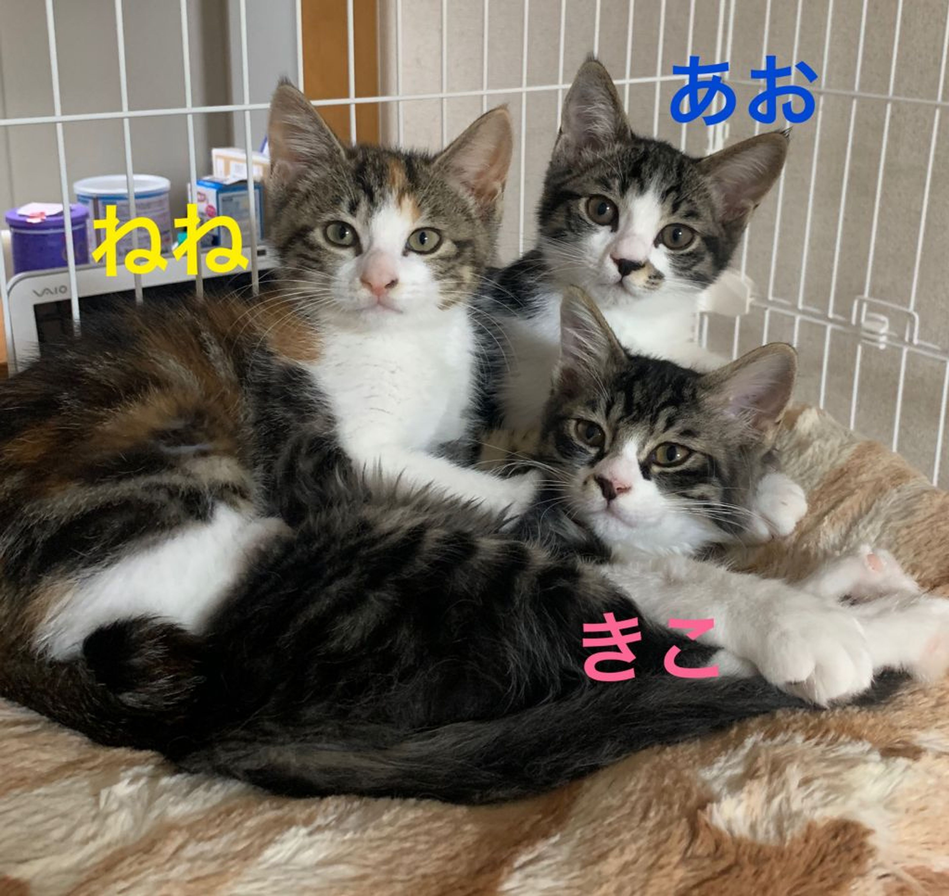 pet-image-2