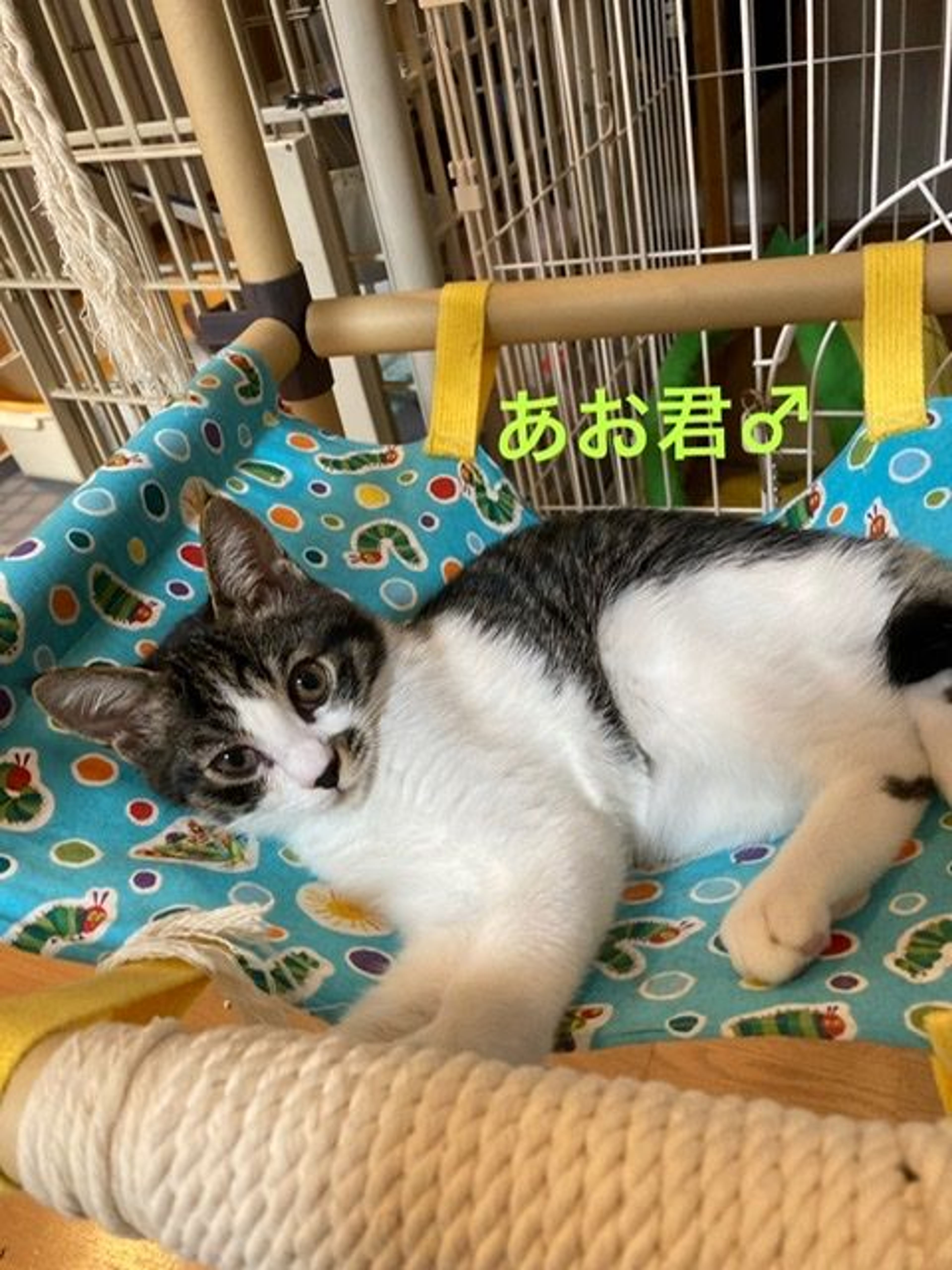 pet-image-3
