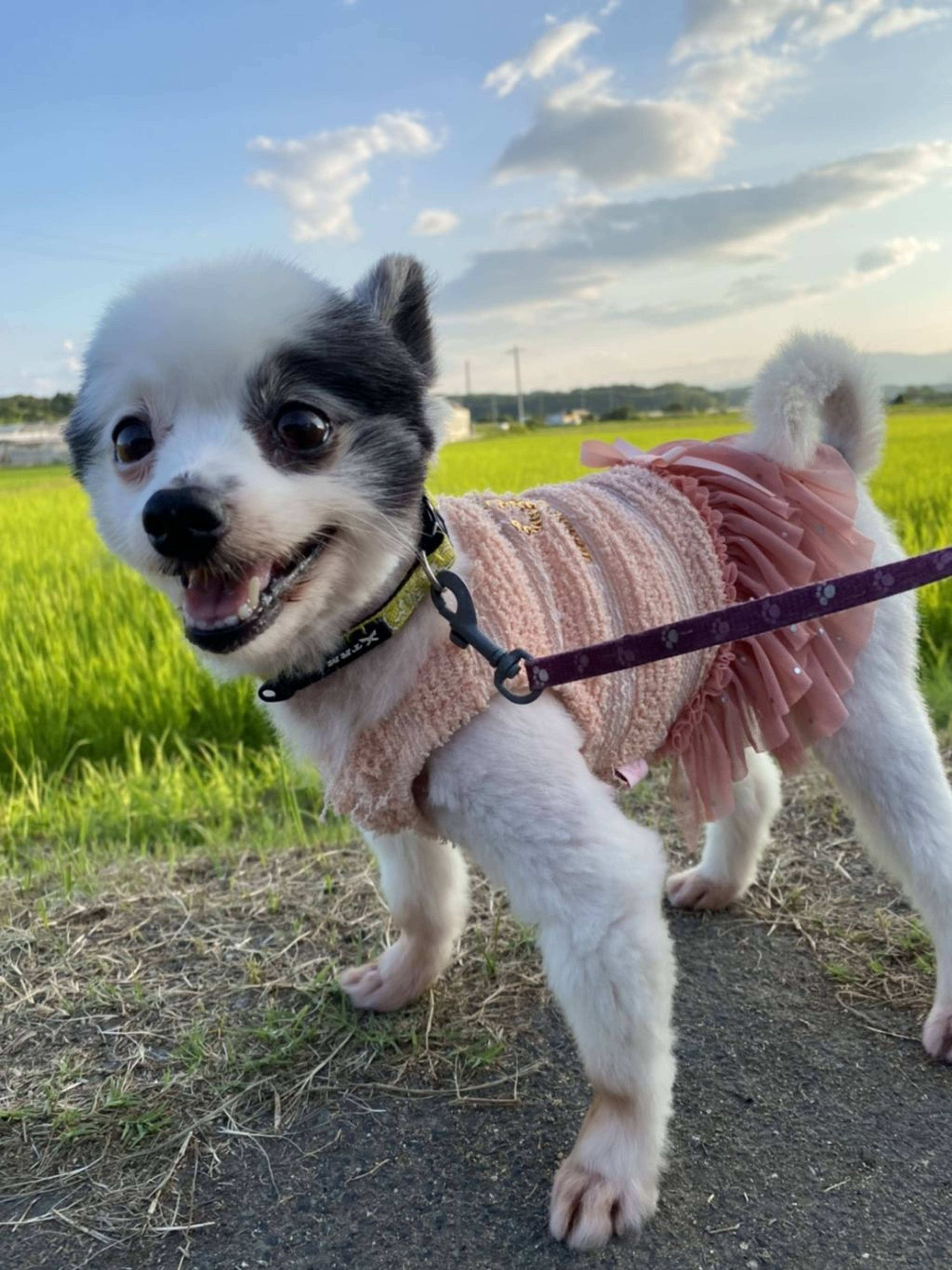 雑種（ミックス犬）・メスの里親募集の写真
