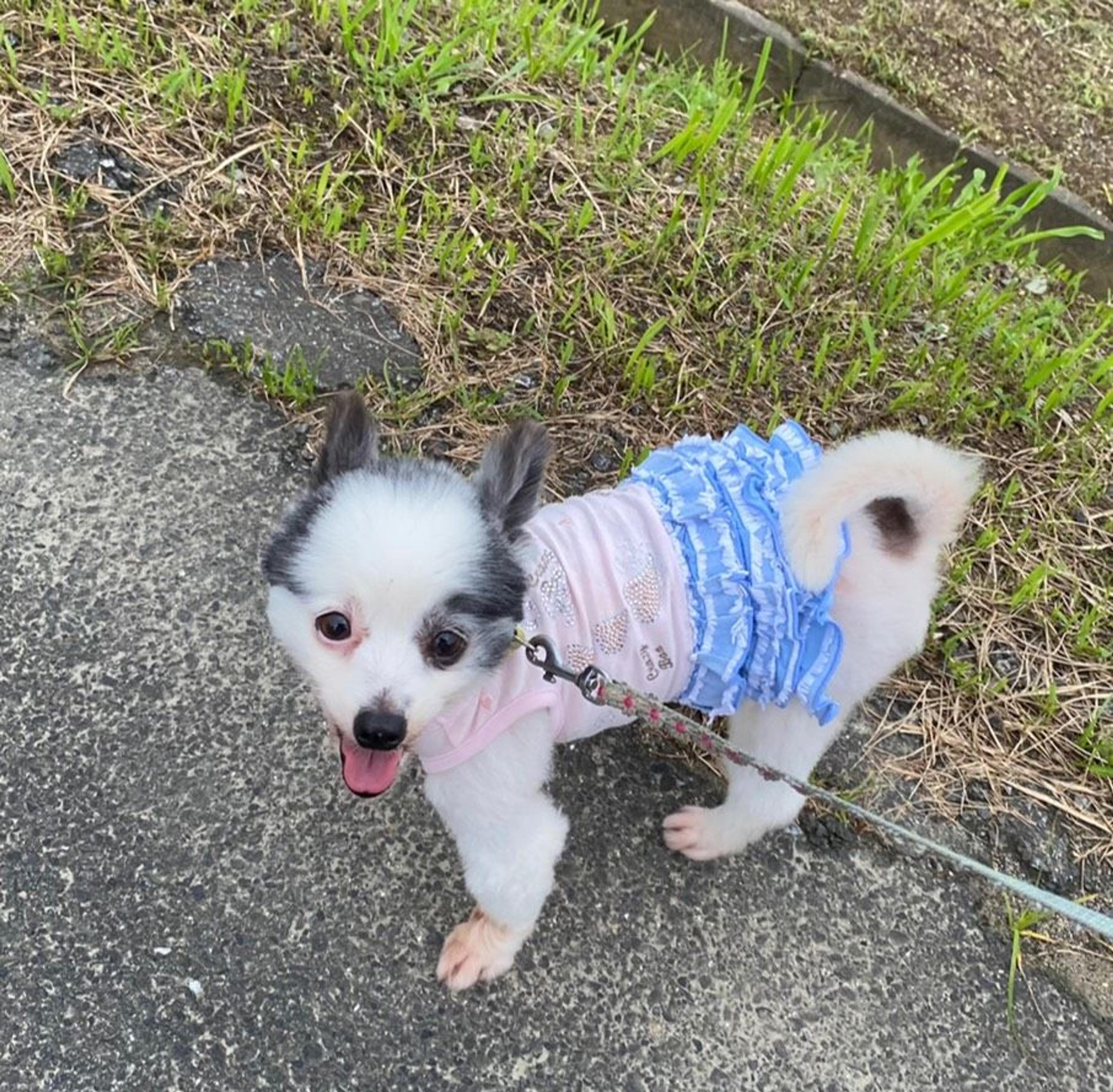 pet-image-2