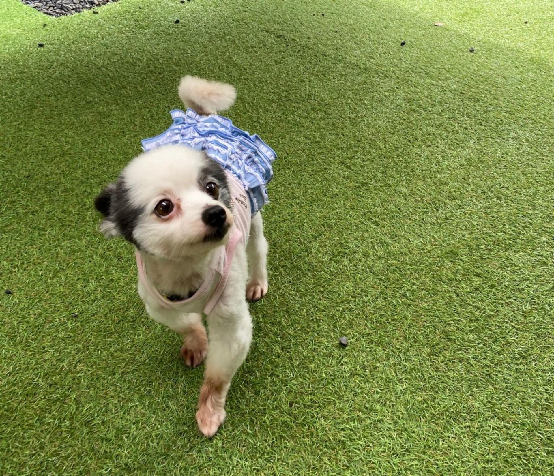 pet-image-4
