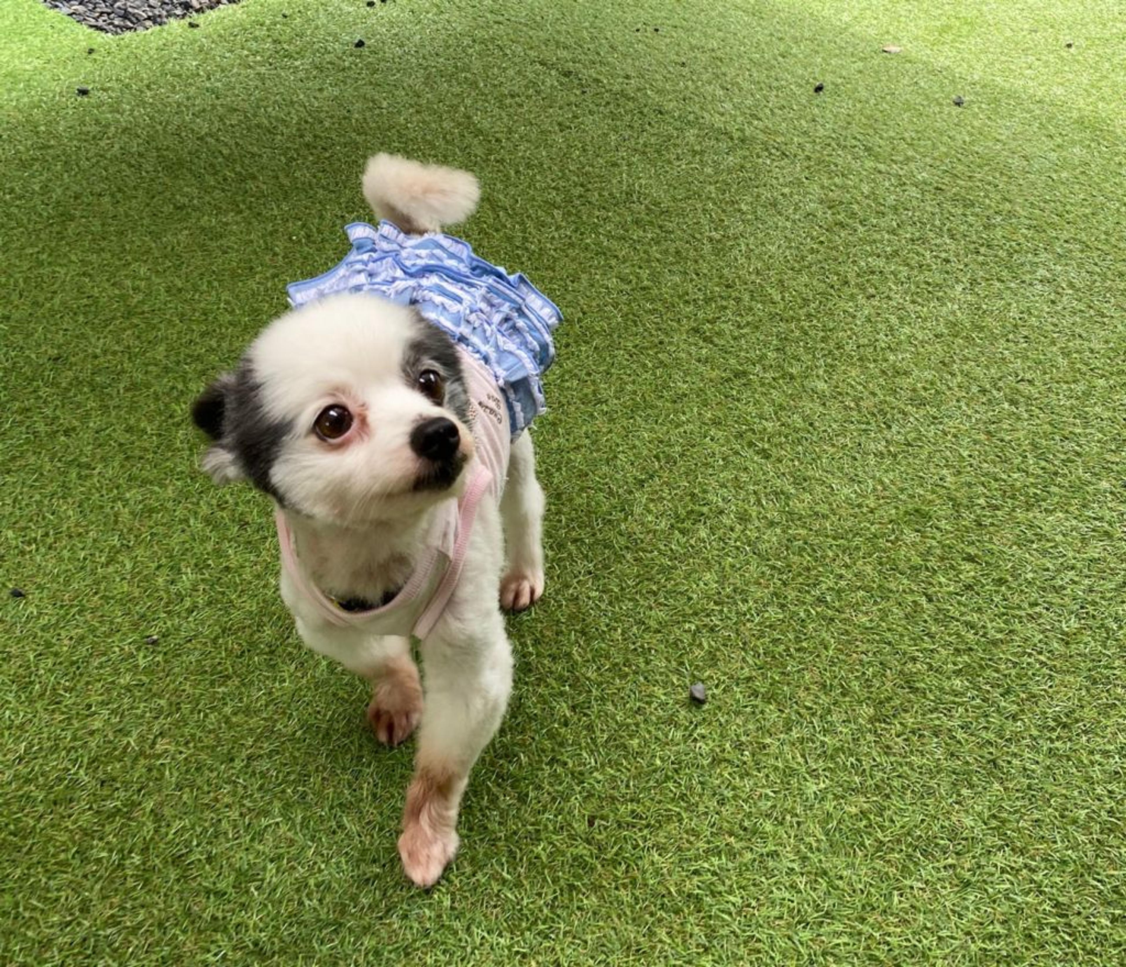 pet-image-4
