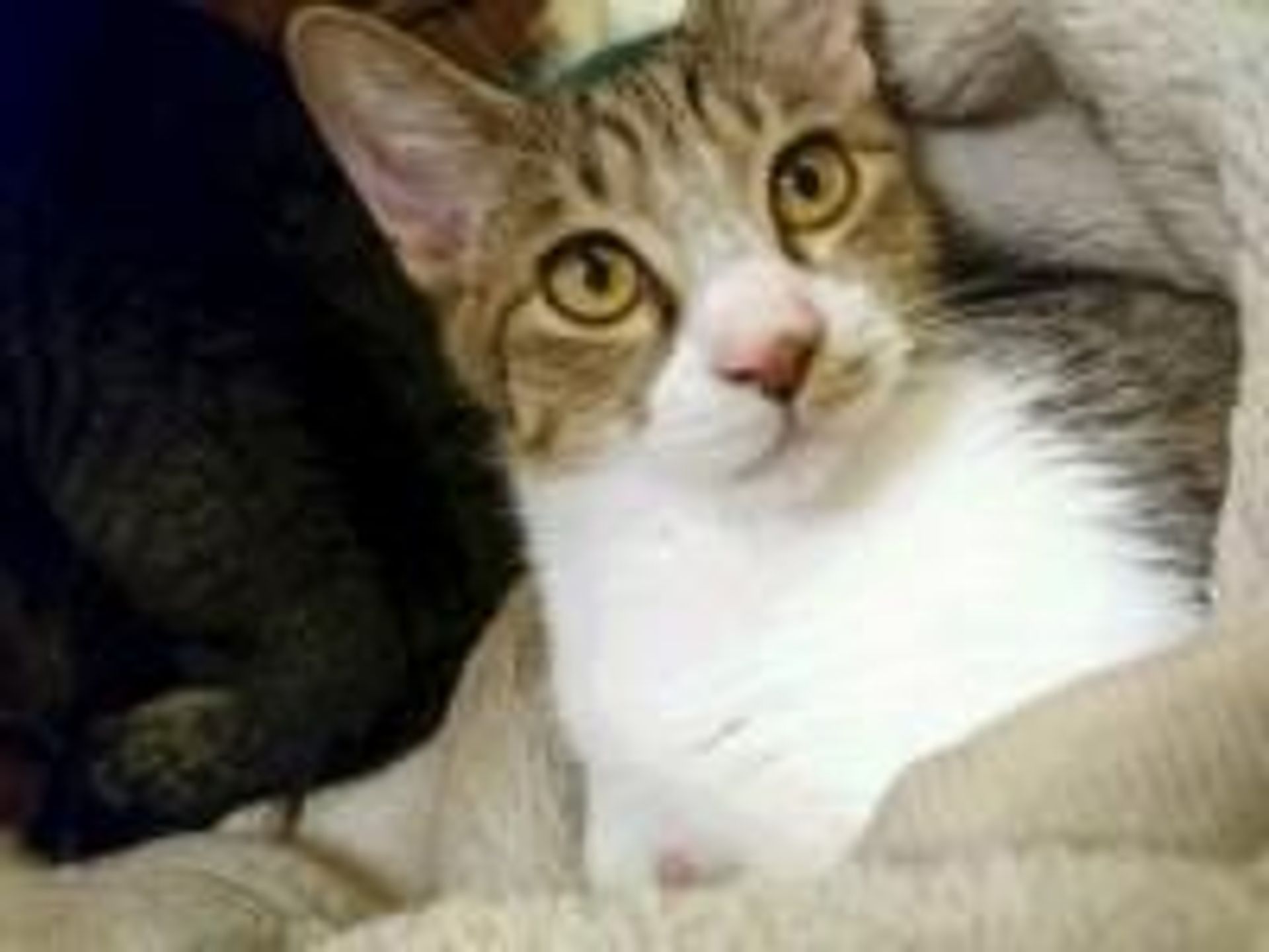 雑種（ミックス猫）・オスの里親募集の写真