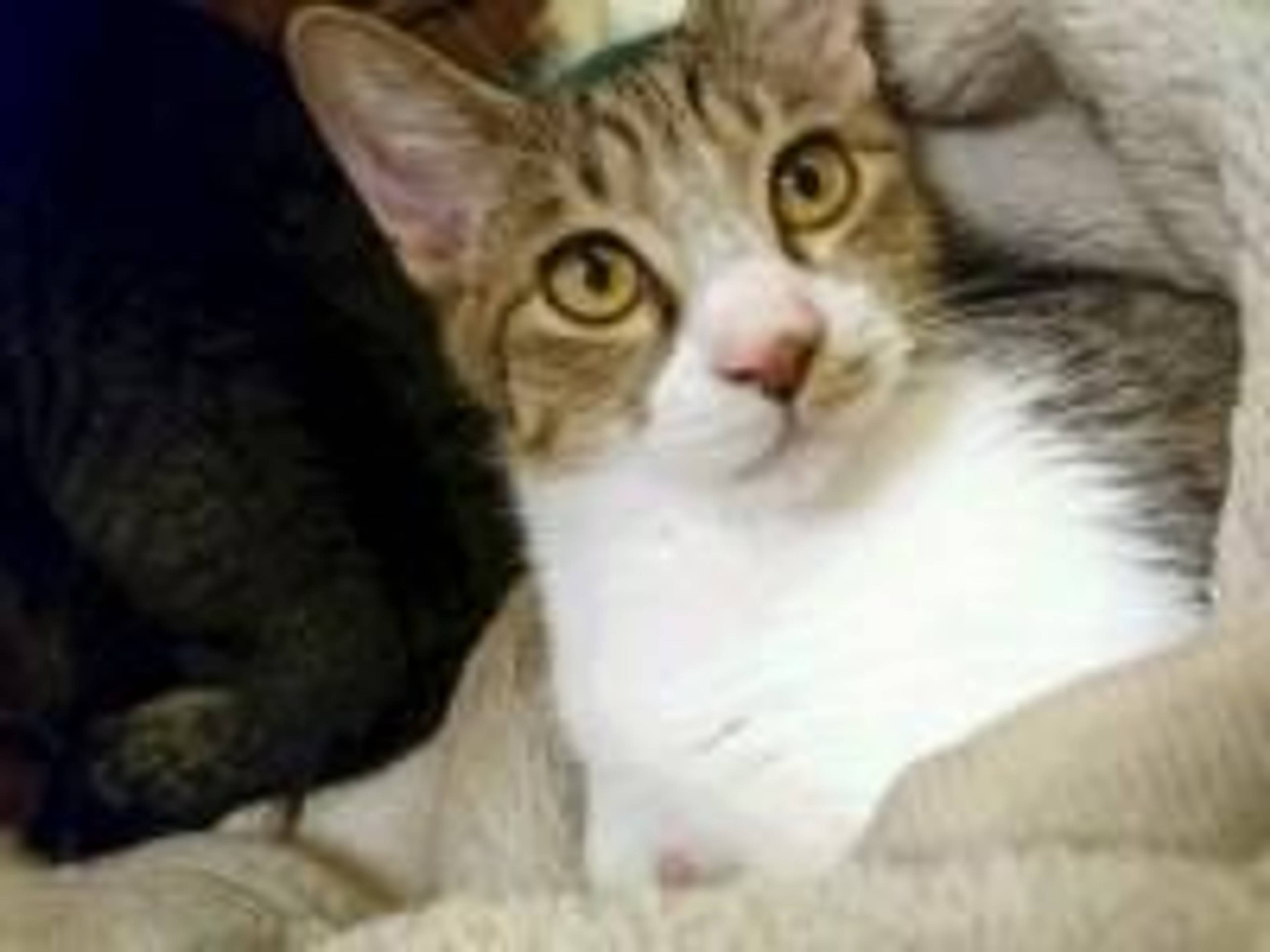 雑種（ミックス猫）・オスの里親募集の写真