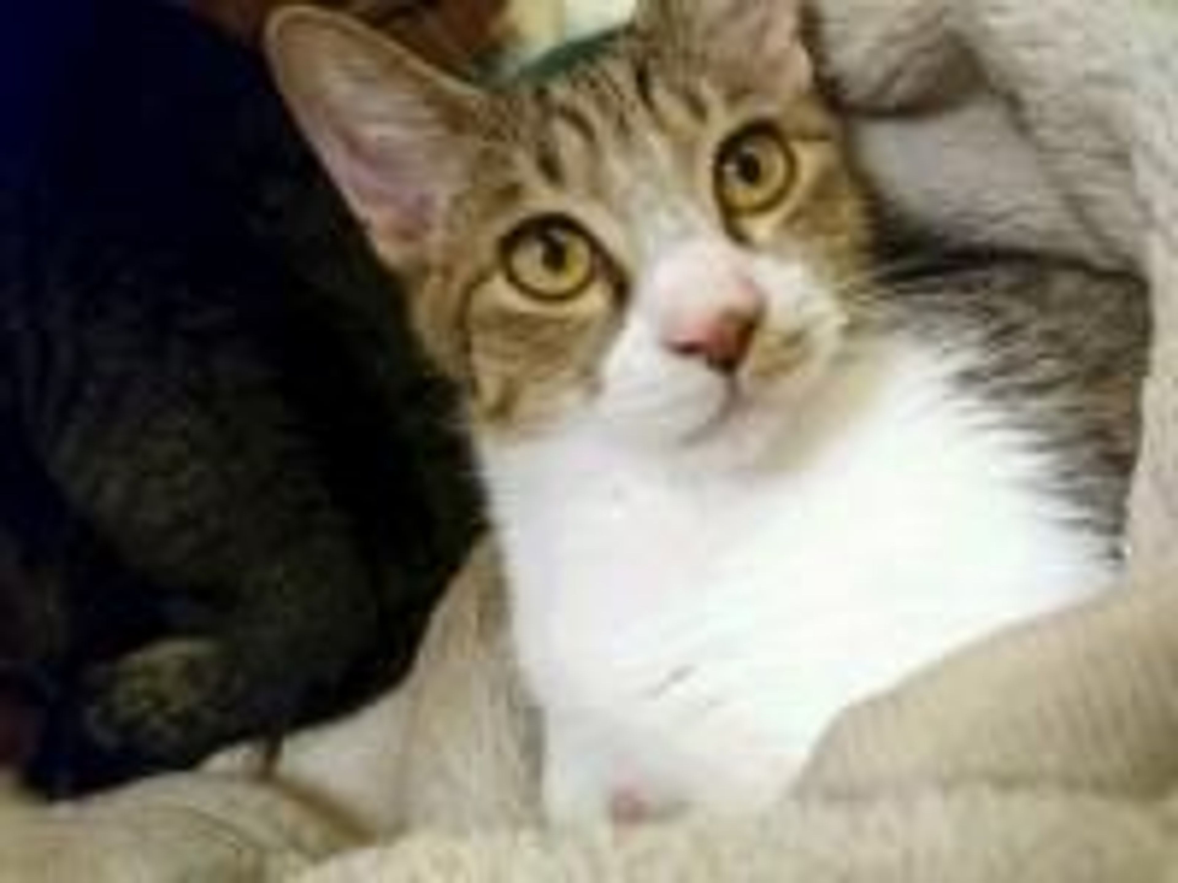 雑種（ミックス猫）・オスの里親募集の写真