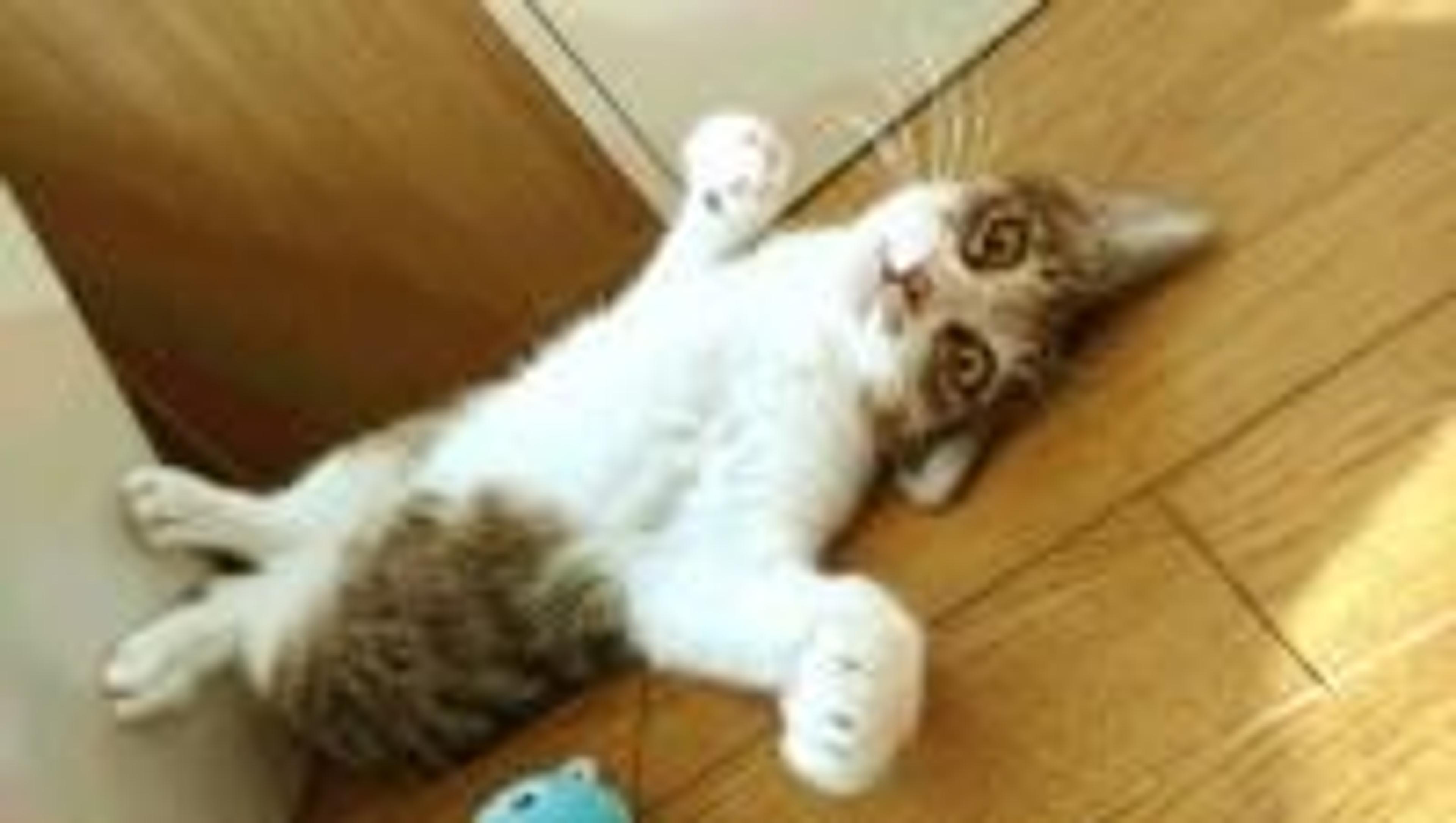 pet-image-2