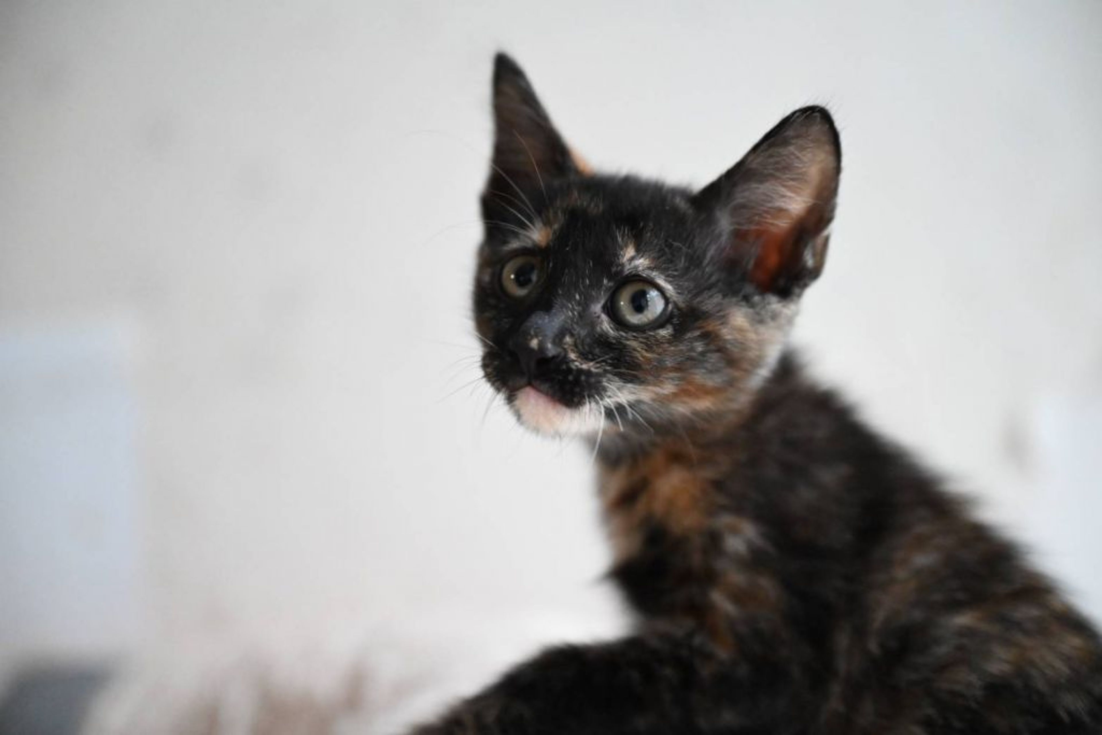 雑種（ミックス猫）・メスの里親募集の写真