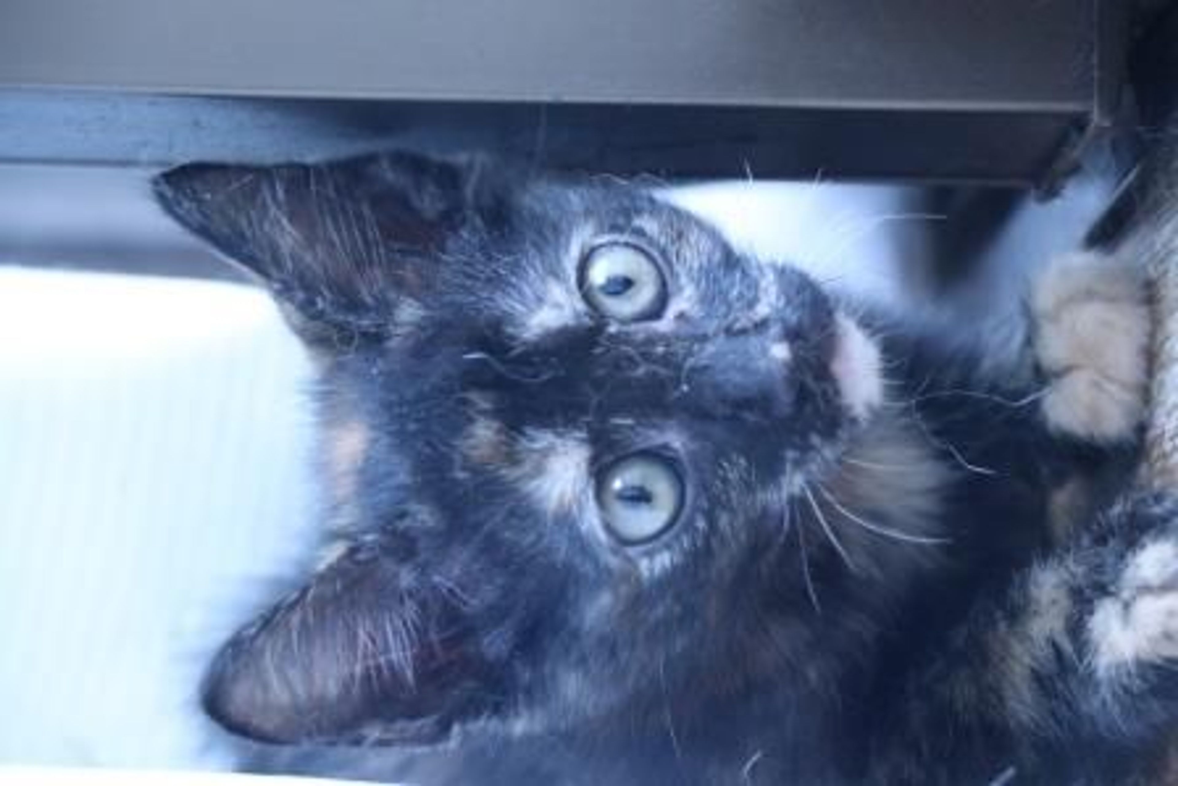 pet-image-4