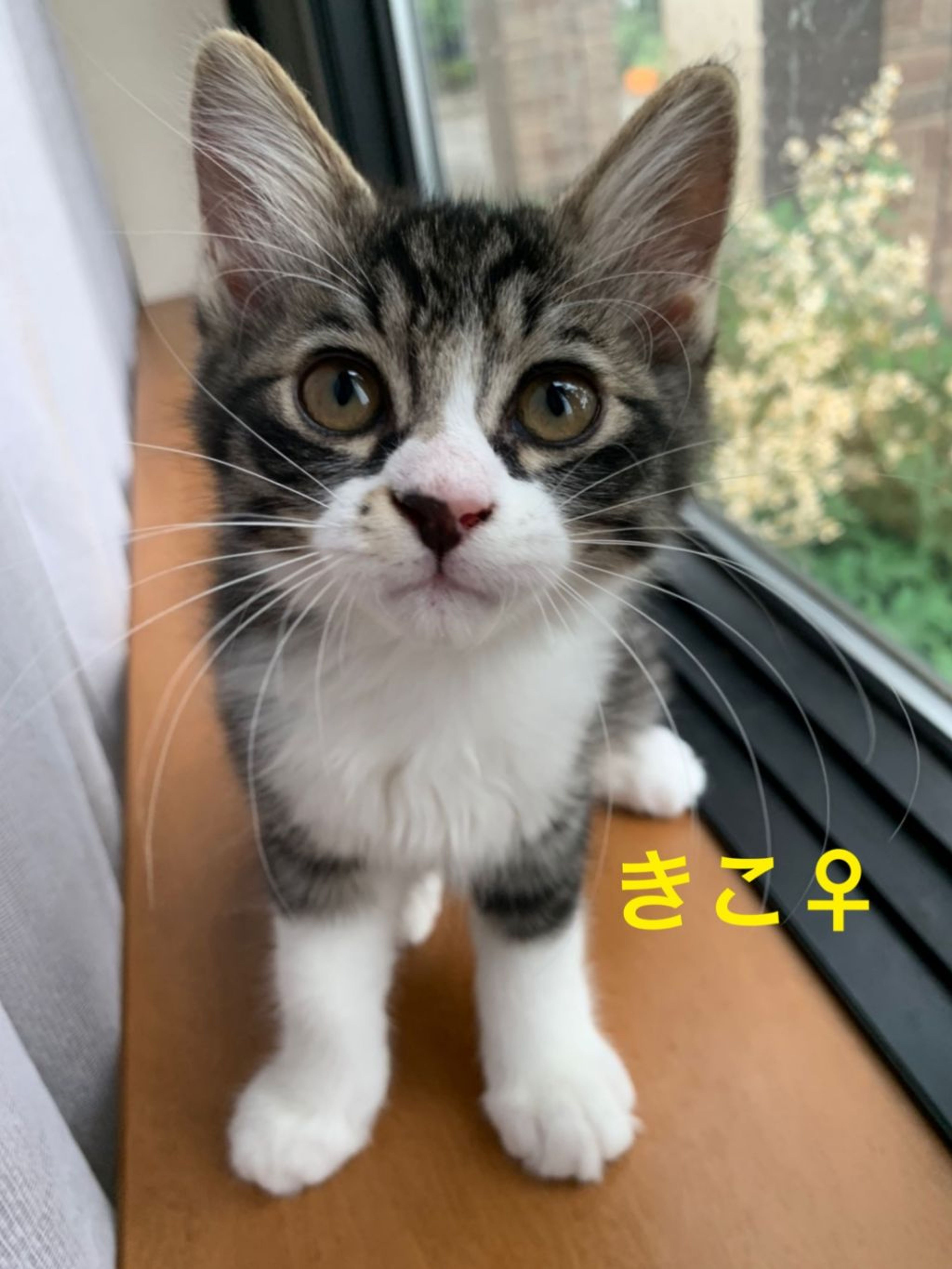 雑種（ミックス猫）・メスの里親募集の写真