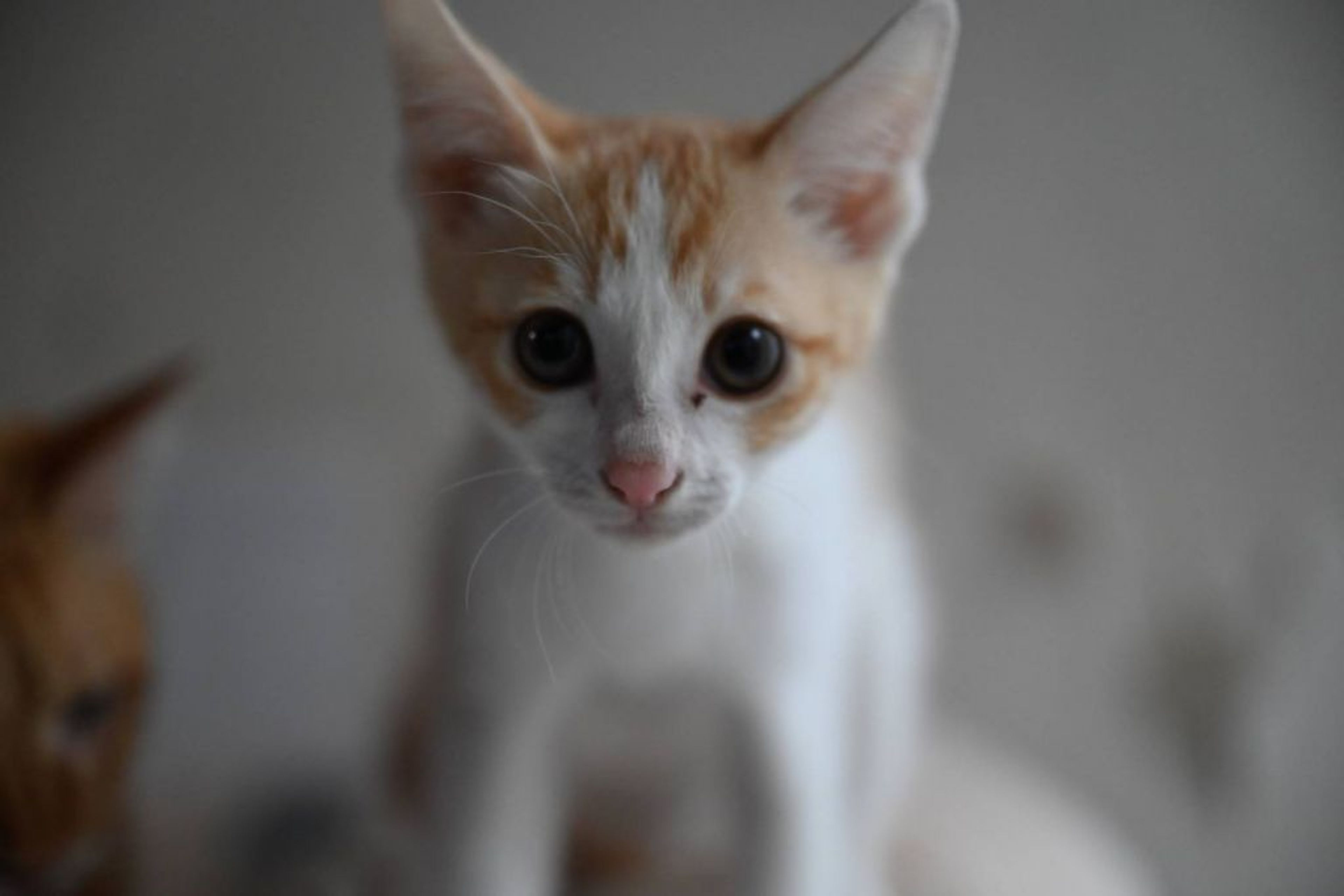 雑種（ミックス猫）・メスの里親募集の写真