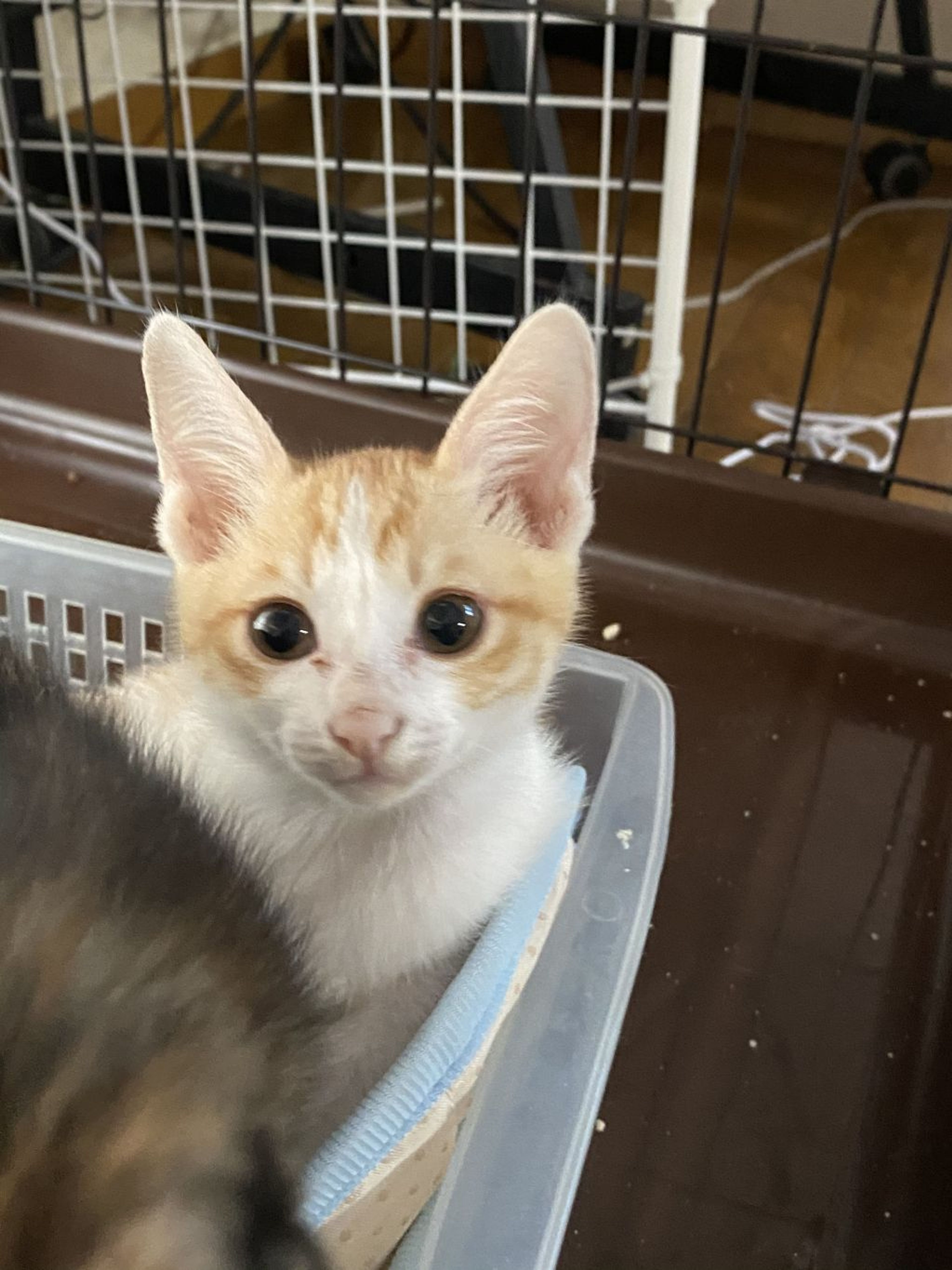 pet-image-4