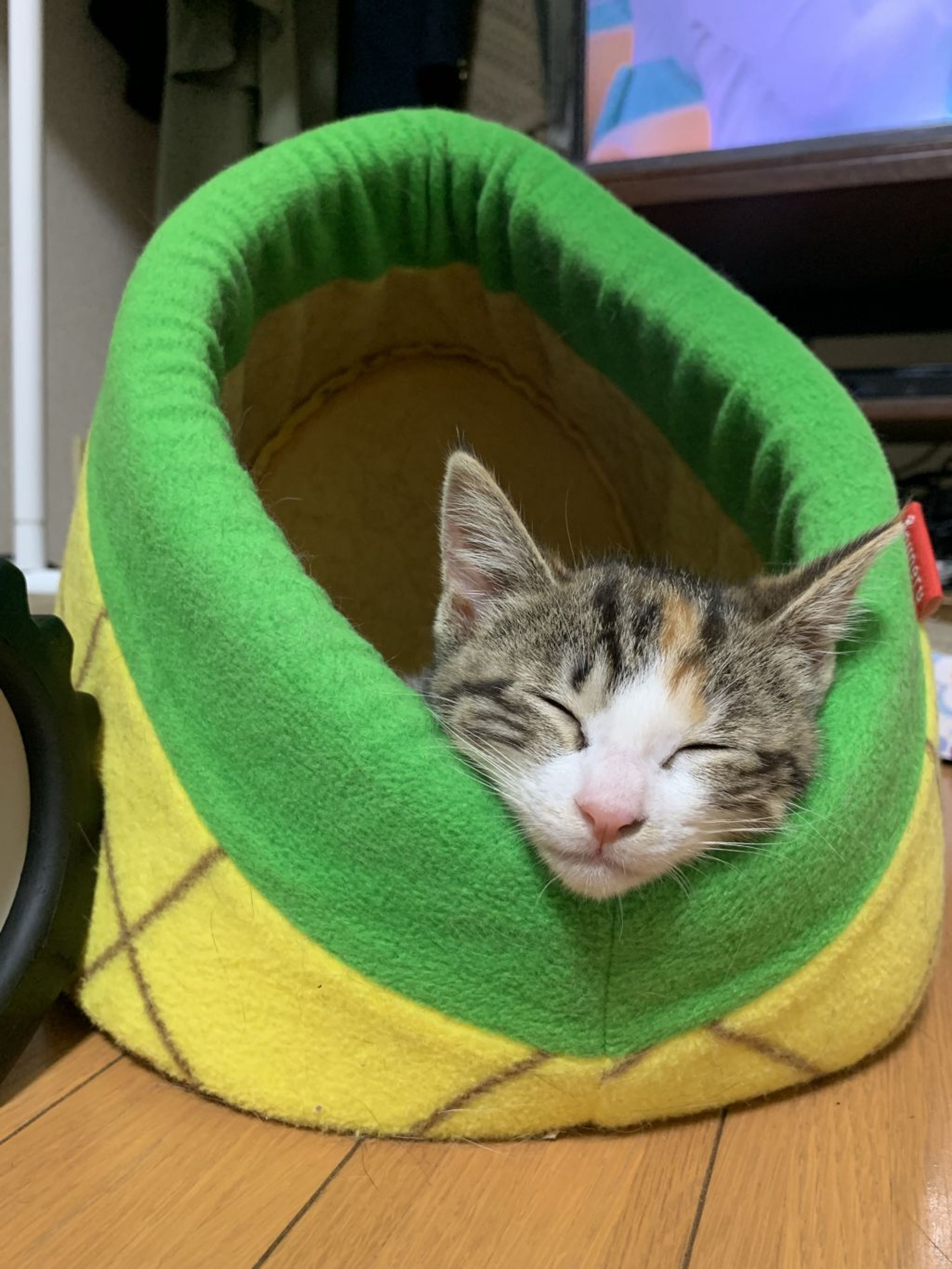 pet-image-4